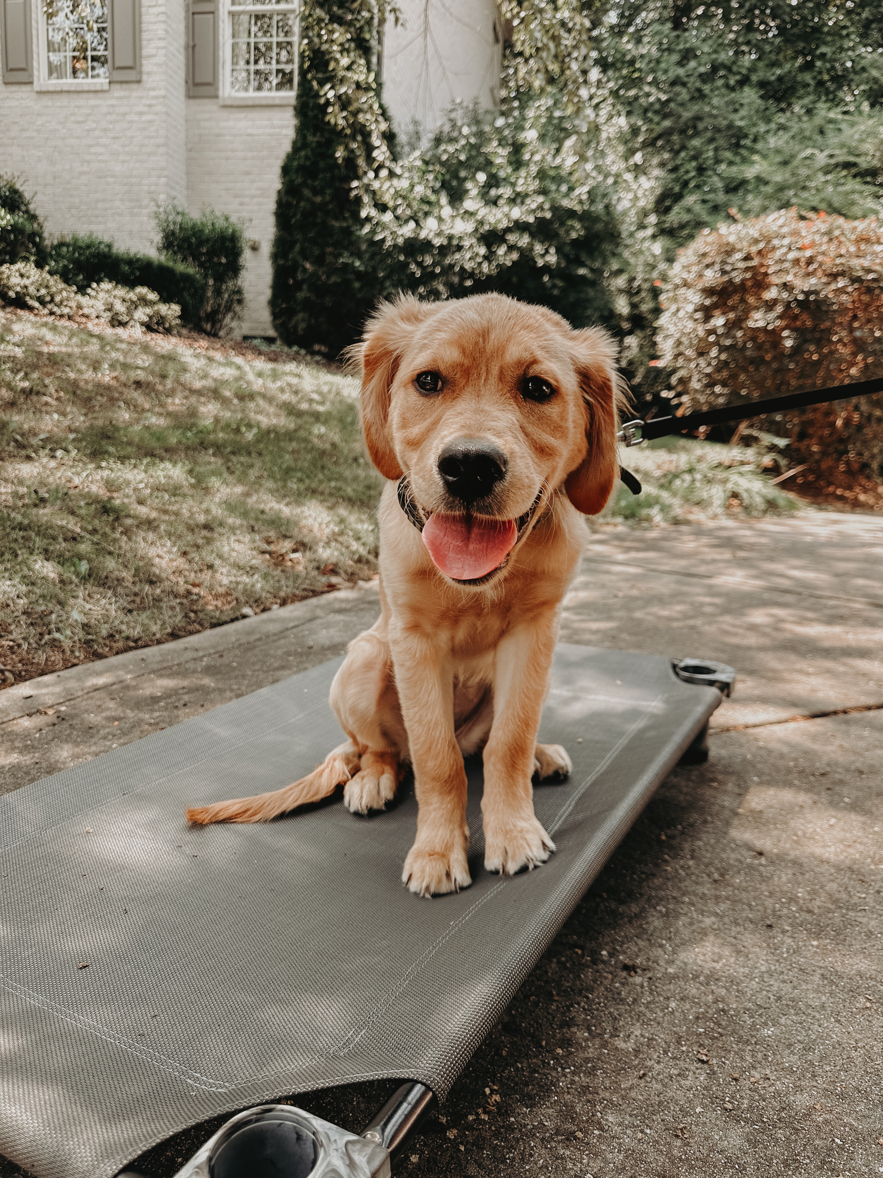 Introducing Miss Sevā!🐶

This little golden has an important job as a service dog when she gets older so we are working with her on her obedience skills, workability, impulse control, and so much more through obedience training to get her ready for service dog training later on!👏

.
.
.
.

