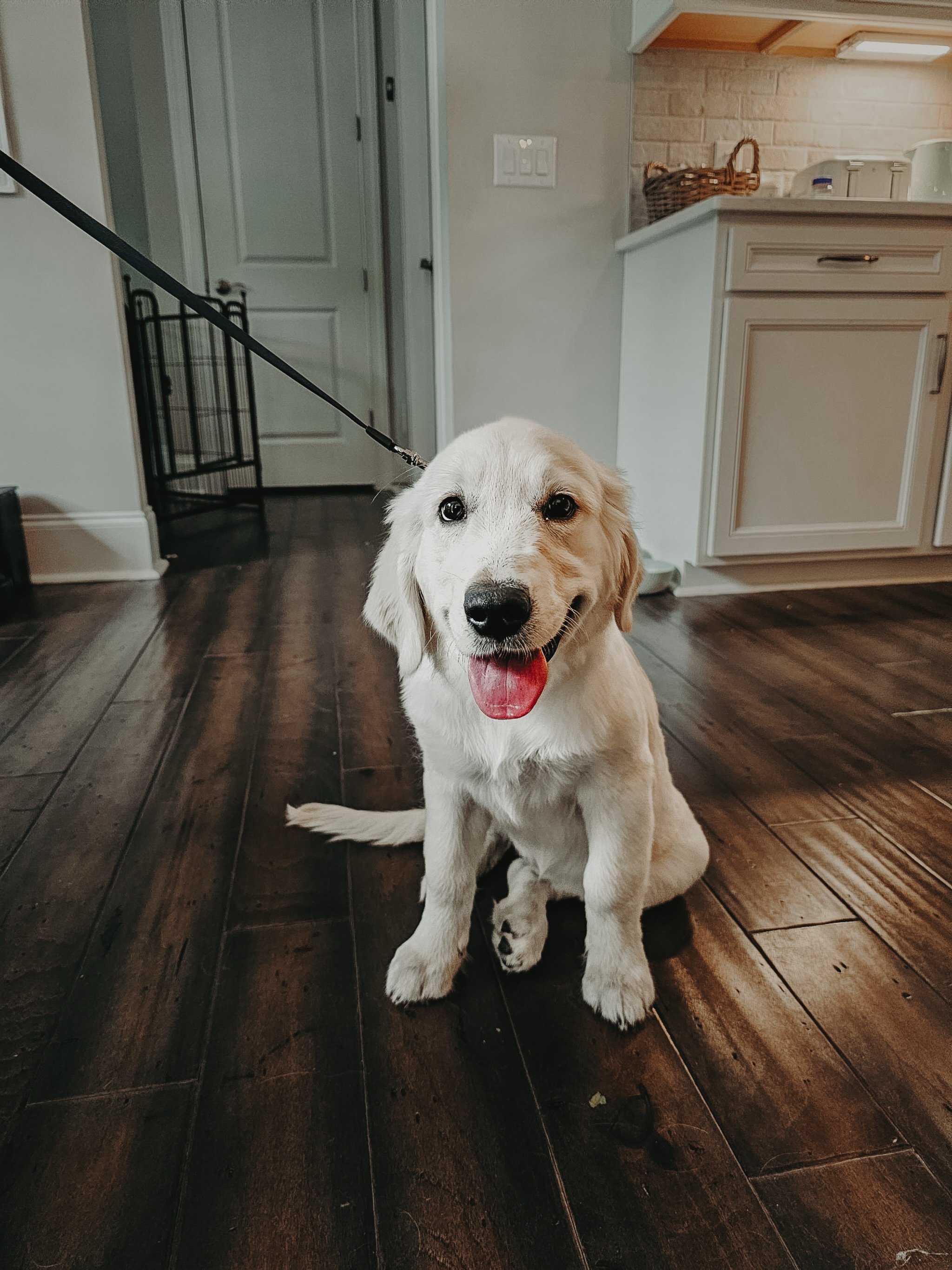 Introducing this sweet little girl, Miss Isla!🥰

Isla learned the sit position and started working on that impulse control and implied stay at her last in-home session!👏

.
.
.
.

