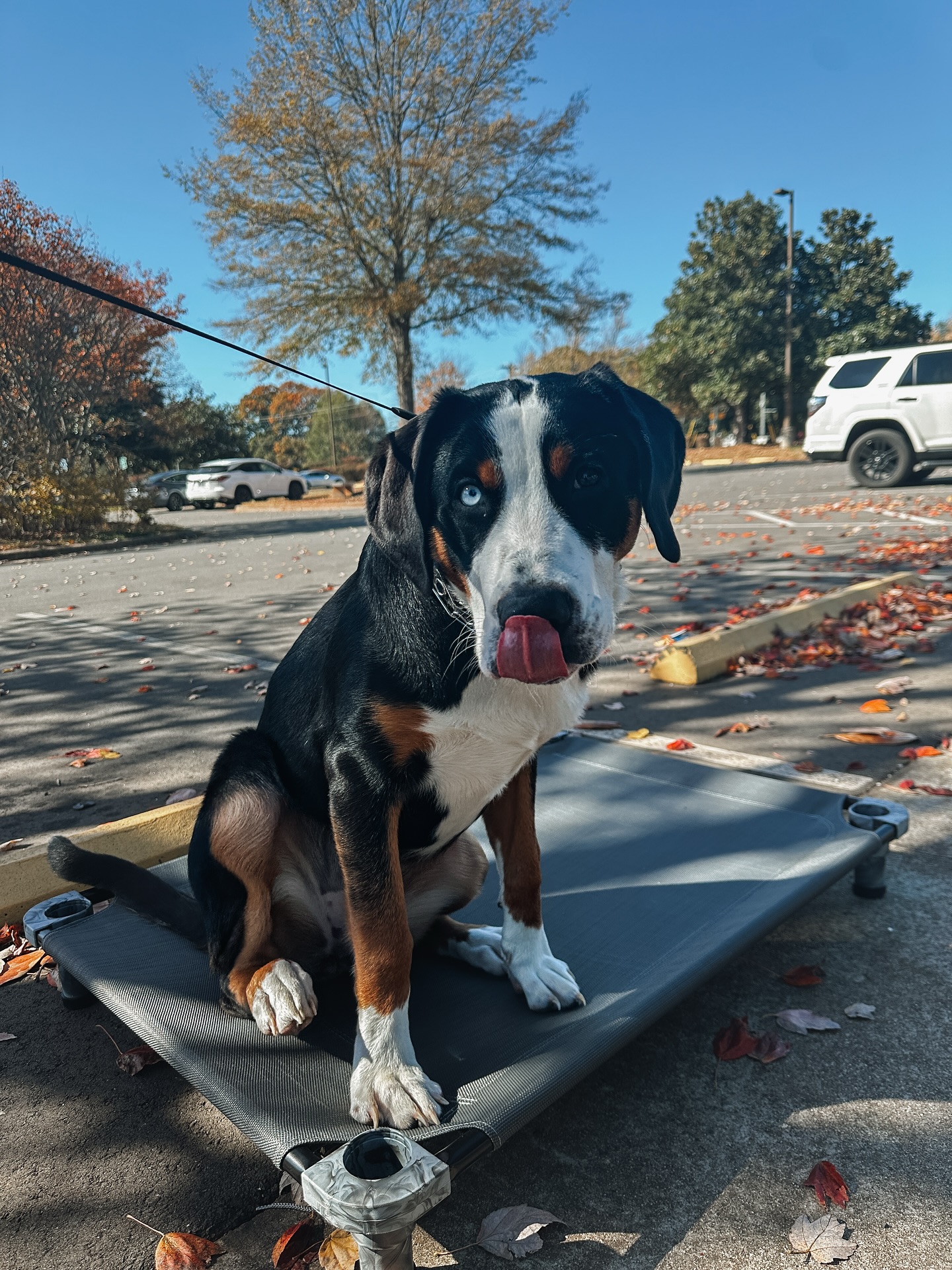 Introducing Miss Tonka!🐶

This big pup has a mind of her own but we are helping her learn boundaries and how to focus. Going through training is super beneficial for every dog no matter the breed, age, or size but it can be especially helpful with a larger breed so they are not pulling you down the street on walks, jumping up on people, etc. 

Want a stronger and healthier relationship with your dog? Give us a call at 980.680.2030 today!📞

.
.
.
.

