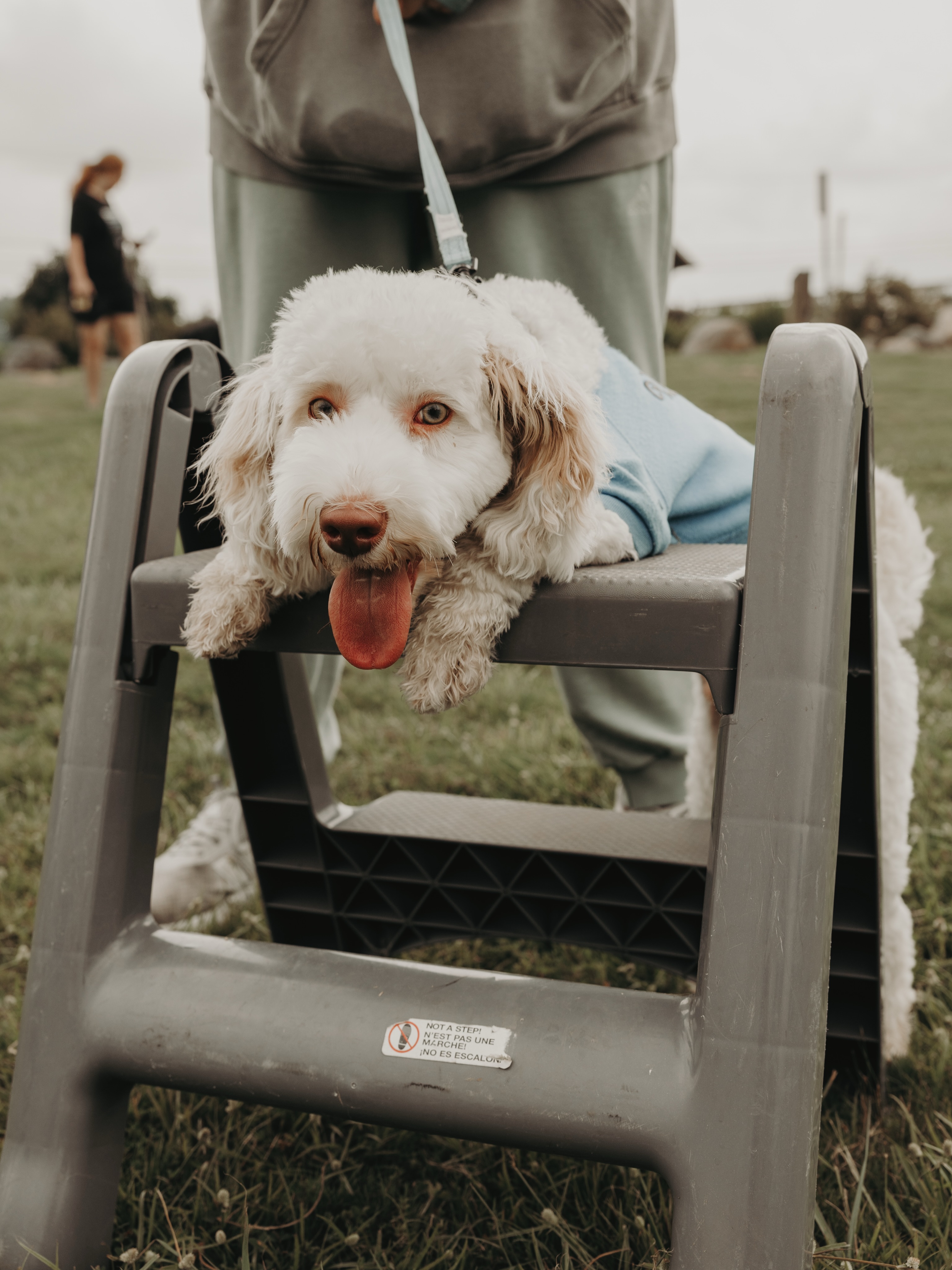 When it&rsquo;s the end of group class and your dog is exhausted😴

Albus here can get on this stool no problem. This is him at the end of his first group class and you can see he was giving effort but his execution just wasn&rsquo;t quite there after working his brain for the last hour😂

.
.
.
.

