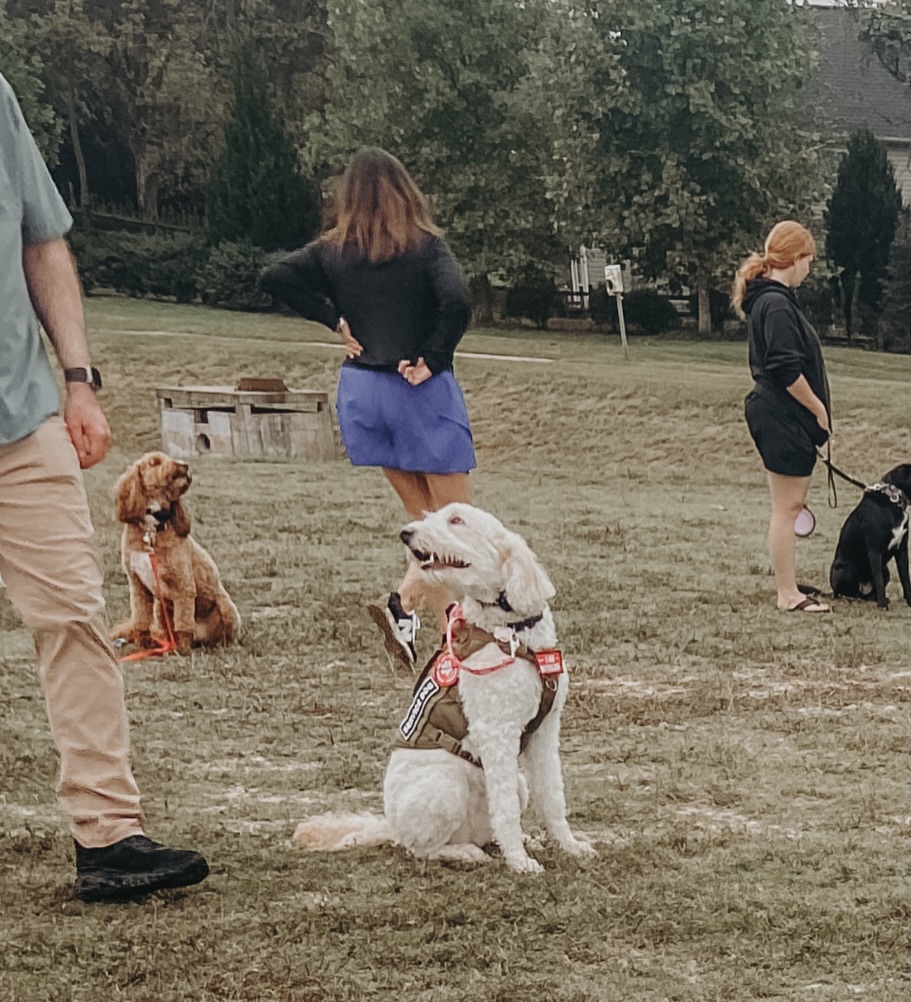 Look at this amazing eye contact from both Winnie&rsquo;s at group class the other week!👏🤩

.
.
.
.

