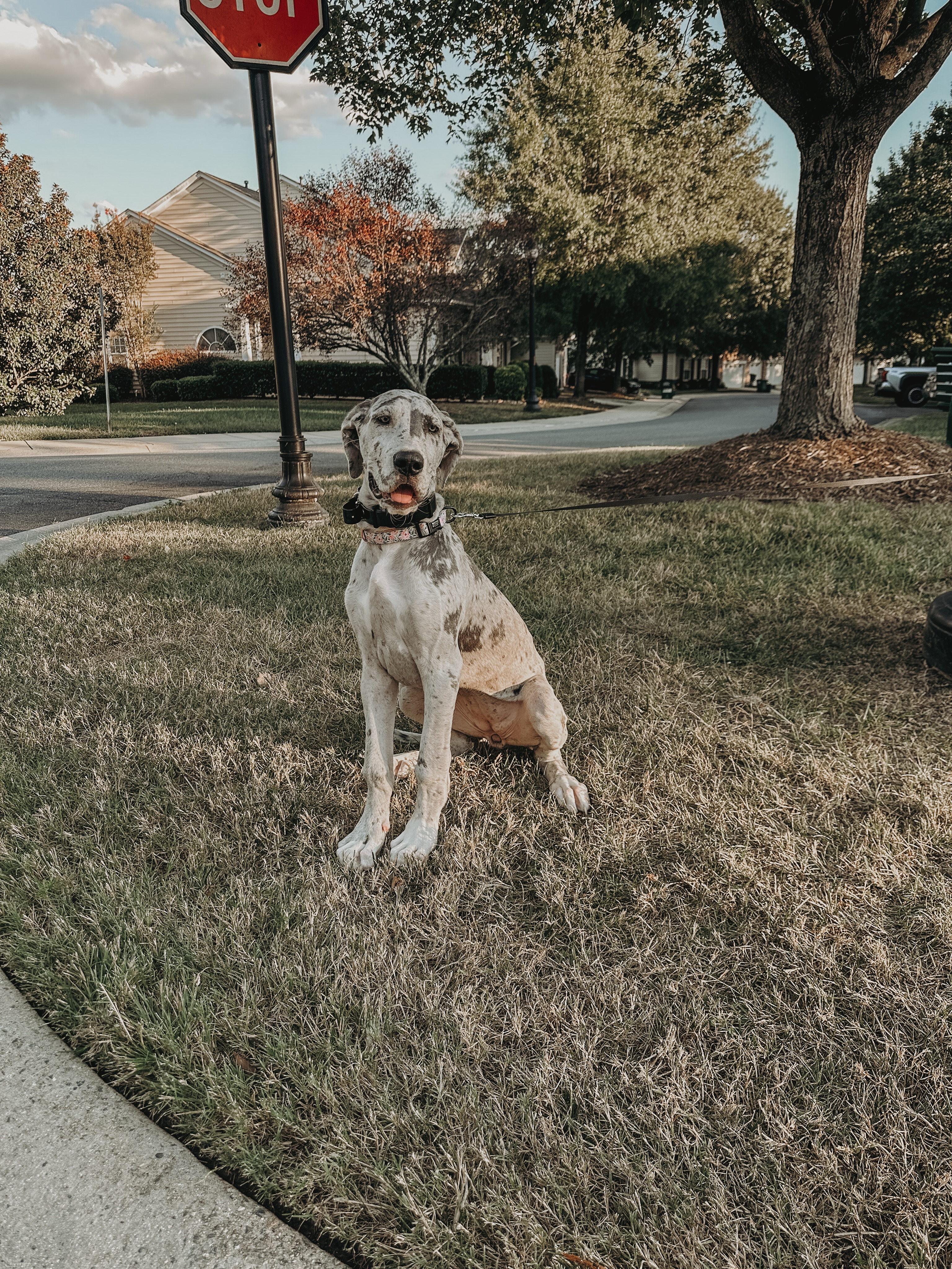 Little(😳) Miss Arla🥰

This Great Dane pup is going through training so when she gets full sized she is way easier to handle! If you&rsquo;re ever wondering when you should start training your puppy, the answer is YESTERDAY! Puppy training does wonders to help them once they get into obedience training!👏

.
.
.
.

