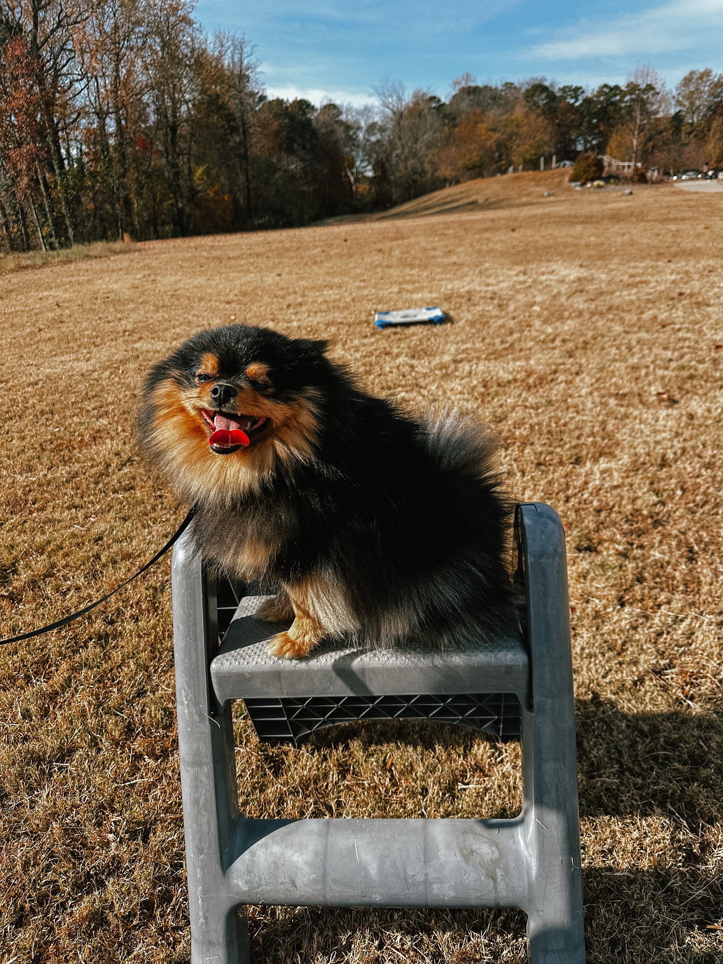 Meatball attended his first group class last weekend and I think he loved it…especially getting to jump on all the place items!😍🐾

.
.
.
.


