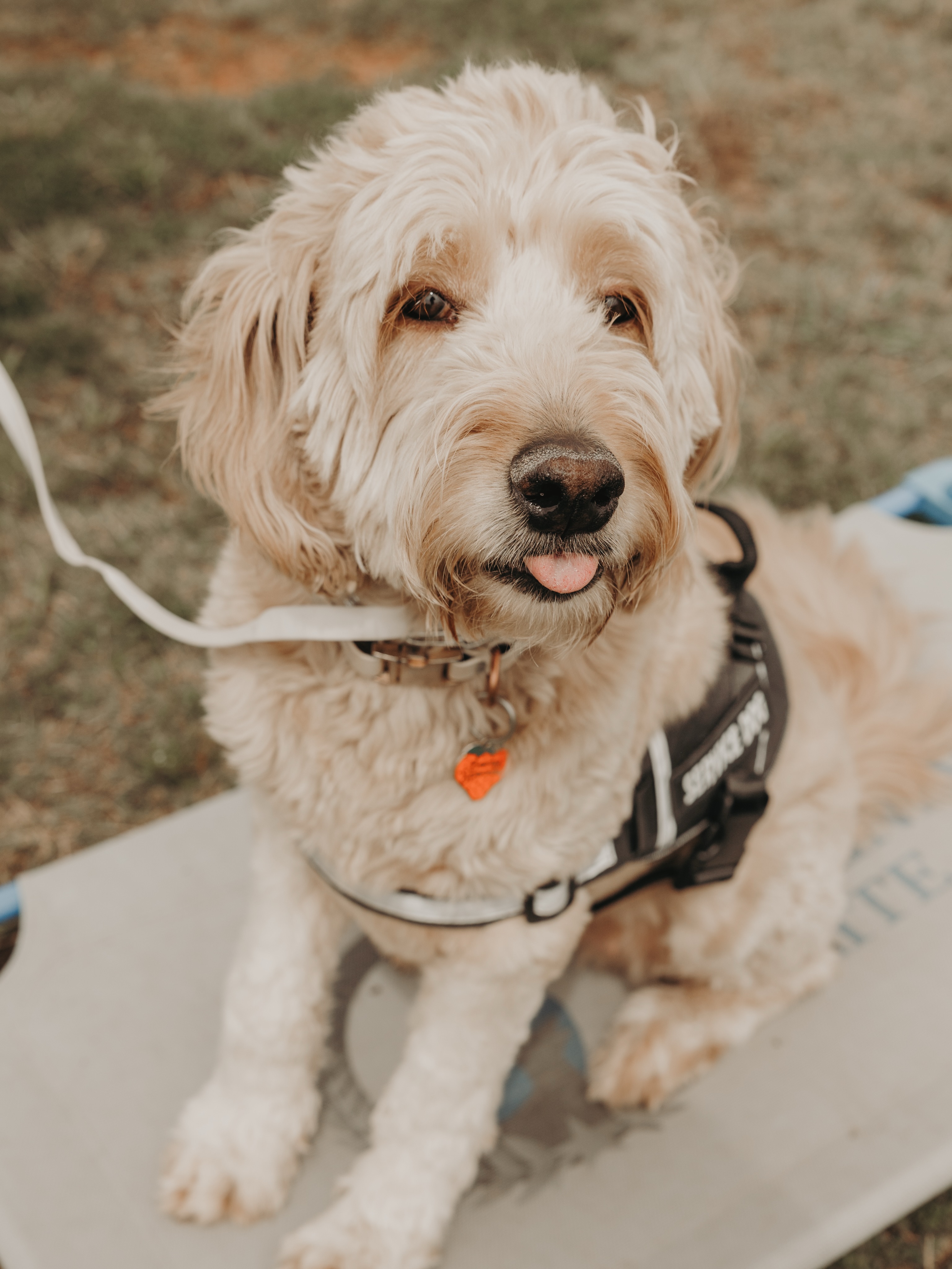 Training looks pretty good on me, don&rsquo;t you think? 🥰🐾

Good dogs aren&rsquo;t born knowing what to do. They build confidence, focus, and manners through consistent training (and maybe a few goofy moments along the way).

Ready to make life with your dog a little easier and a lot more fun? We&rsquo;re here to help. 🐶

.
.
.
.

