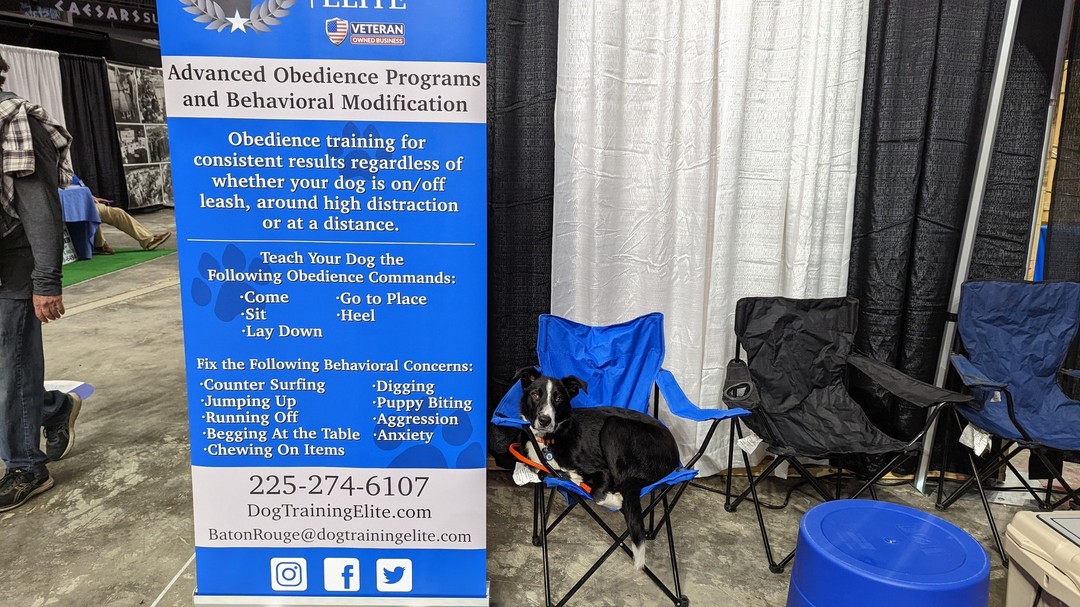 Teamed up with Dog Training Elite Baton Rouge/New Orleans at the Superdome in New Orleans, LA.  Kenobi loved meeting all the new people. After hours of being a social butterfly, he finally had to take a seat!