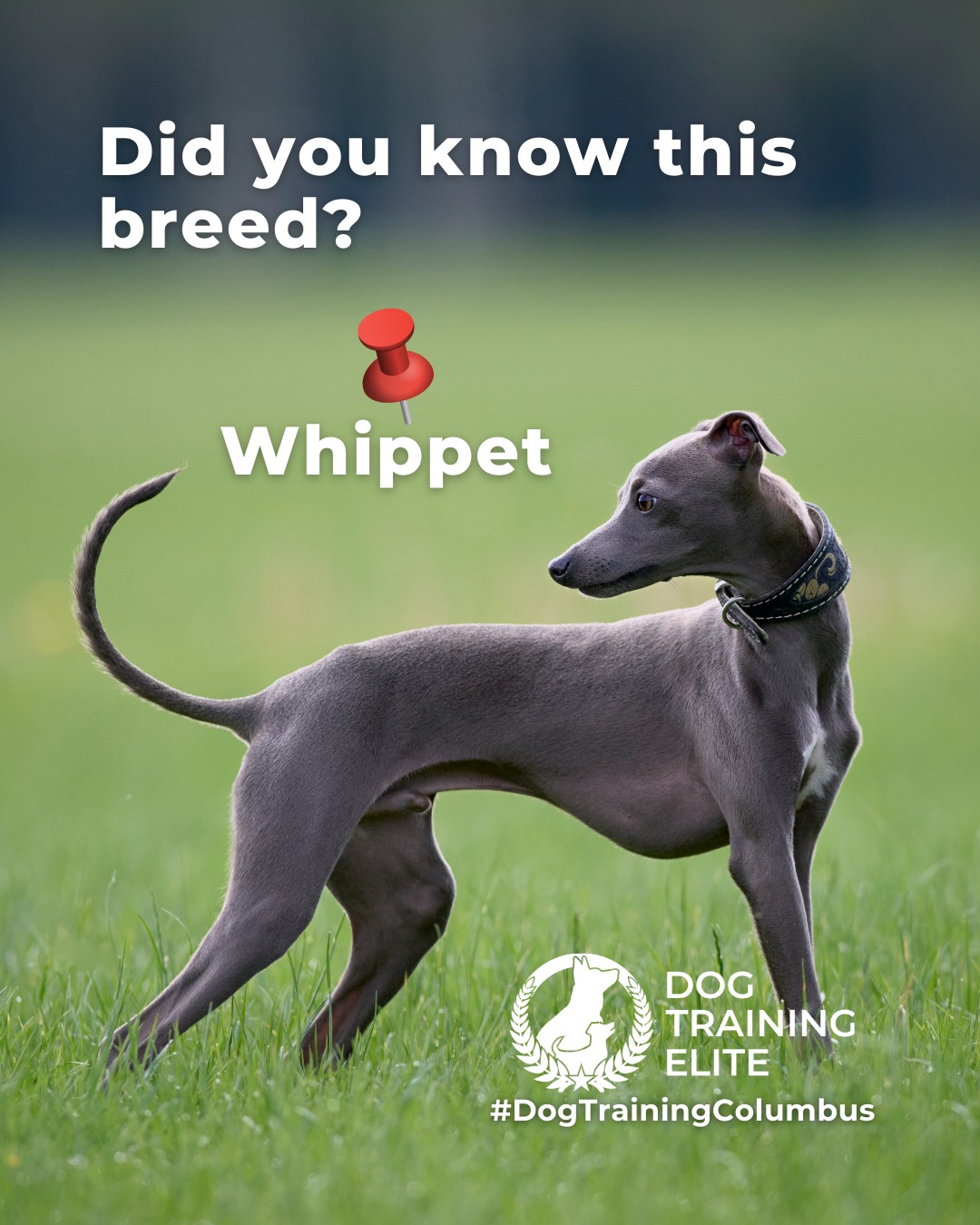 Whippets are athletic and fast, gentle & affectionate. Originally bred for hunting small game, their high prey drive makes early recall and focus training essential. With consistent guidance, these gentle dogs become loving companions who enjoy both playtime and cuddles.

Whether it&rsquo;s leash manners, obedience, or service training, Dog Training Elite Columbus offers personalized programs near Scioto Audubon Metro Park and nan, helping dogs shine all winter long. Cozy season, confident pups. ✨
 📍 https://maps.app.goo.gl/JwaYdXaHjbuPUPAg9



