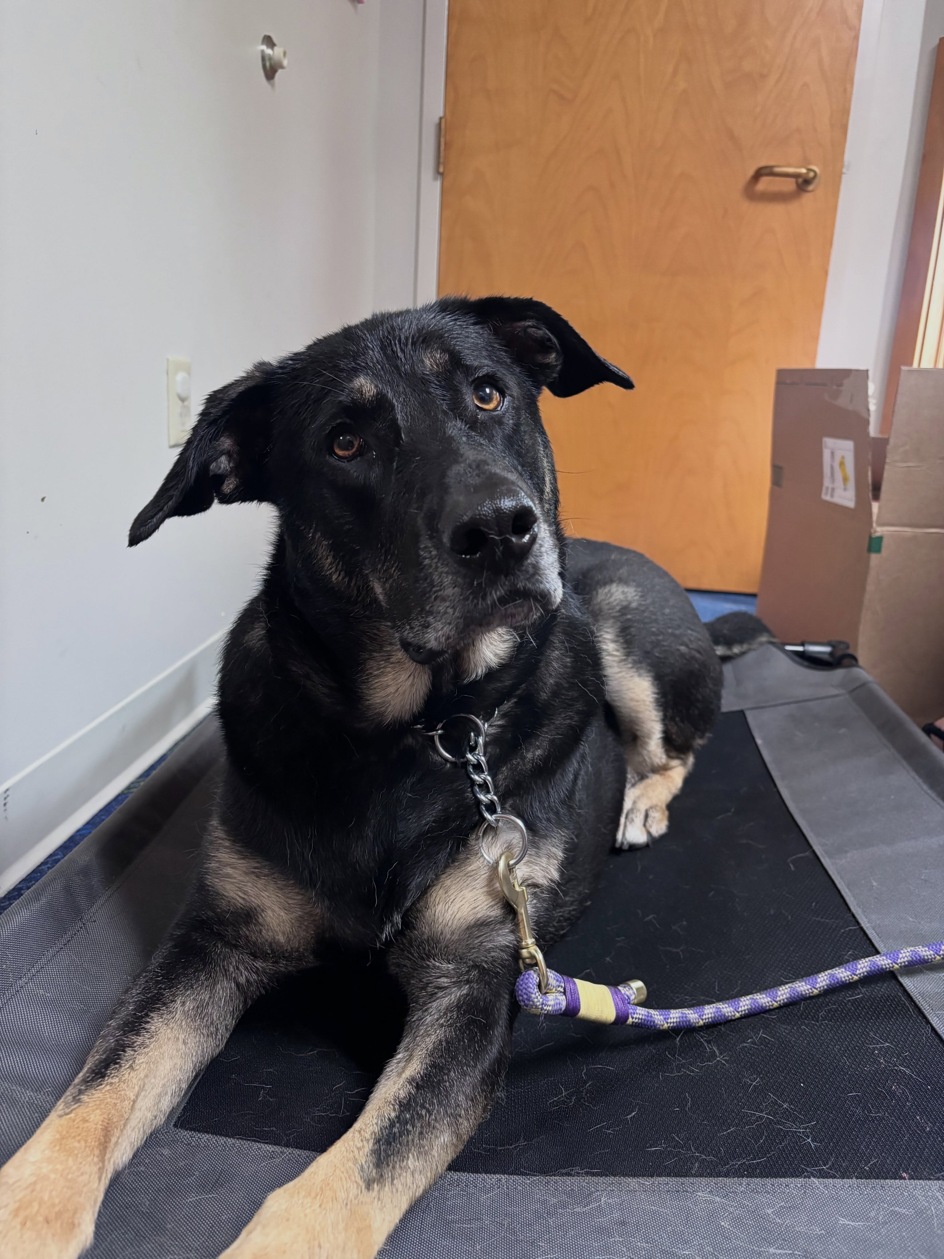 Meet Mia she is working on becoming a therapy dog for Smoky Row Children Center! Yesterday we were at Smoky Row saying good bye to the kids at pick up as they passed by the office. Mia will be making frequent visits to help with reading! If you need daycare check out @smokyrowchildrenscenter
