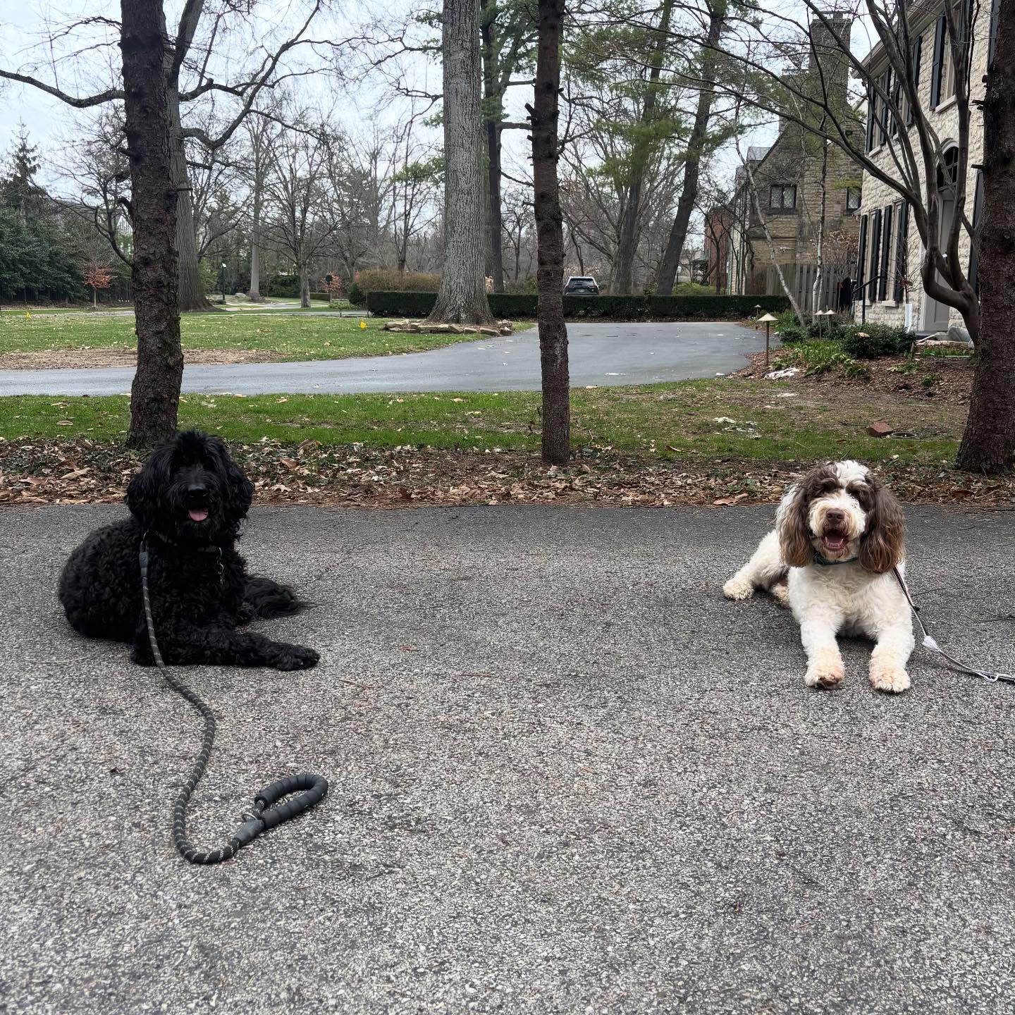 Chewbacca just finished her program! We look forward to seeing this beautiful lady at group classes!