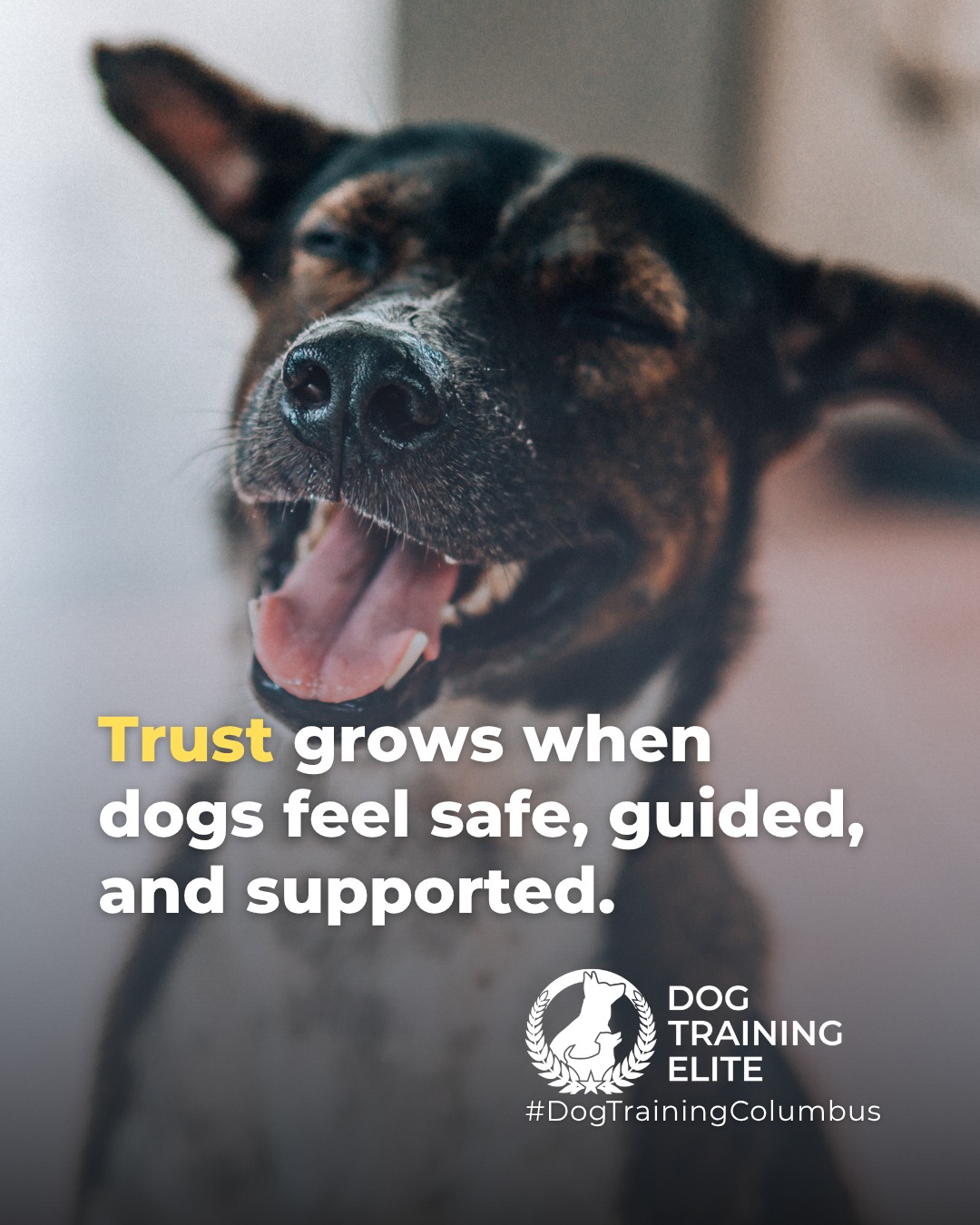 Worried about your dog&rsquo;s panic when you leave?

Building trust is key to managing separation anxiety. Dogs learn to feel safe and supported while alone, developing confidence, focus, and calm behavior that lasts. Training turns anxious moments into peace of mind for both of you.

Make better behavior your first win of the year. Book your free in-home evaluation and see why Dublin and Westerville dog owners choose Dog Training Elite for real, lasting results.
📍 https://maps.app.goo.gl/JwaYdXaHjbuPUPAg9

 


