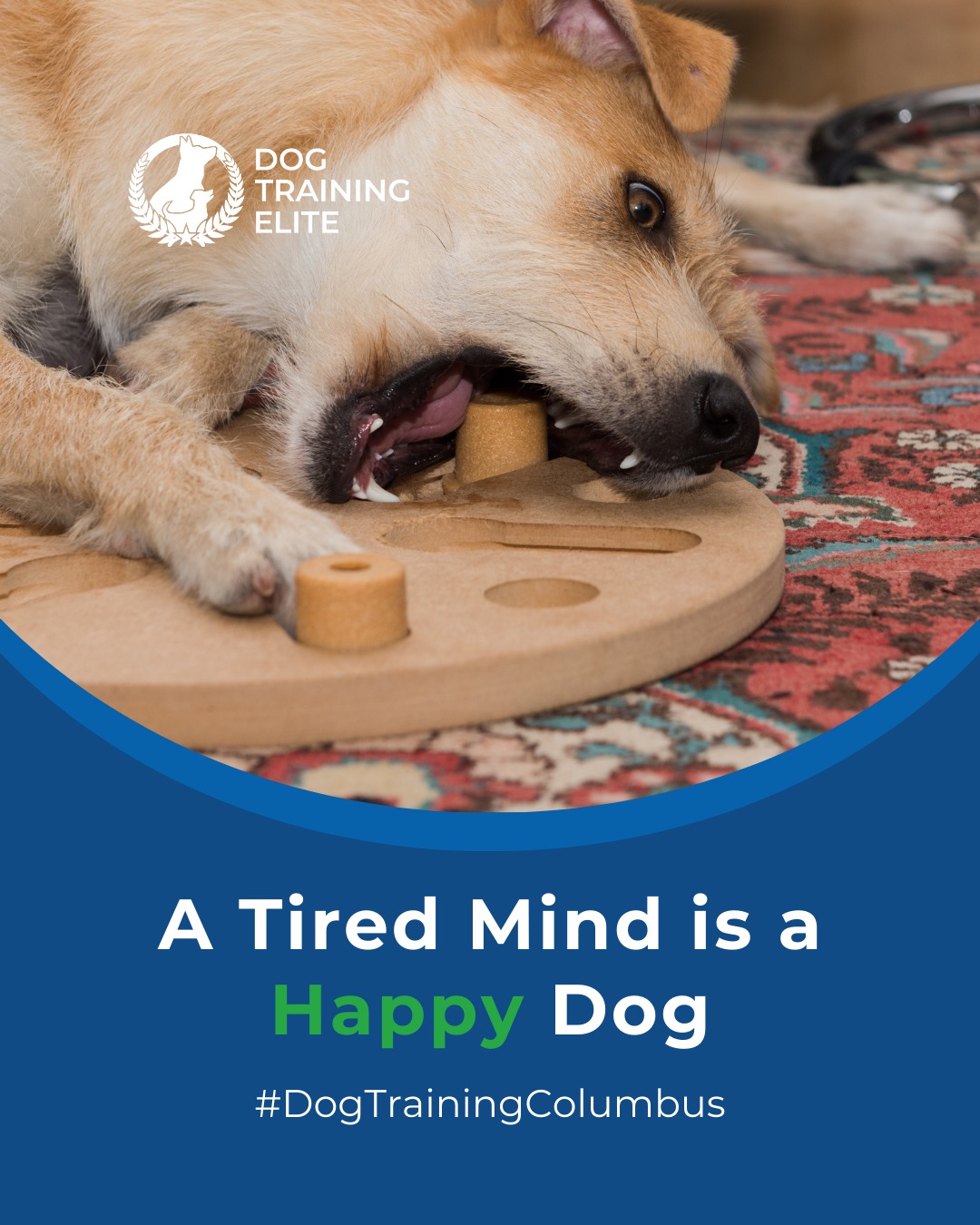Physical activity alone isn&rsquo;t enough. Mental challenges, like puzzle toys, scent games, or learning new commands, are key for a well-balanced dog.

Professional trainers note that mental stimulation reduces anxiety, destructive behaviors, and over-excitement. Incorporating structured training exercises daily keeps your dog focused, engaged, and calmer in public and at home.

 🧩Whether it&rsquo;s leash manners, obedience, or service training, Dog Training Elite Columbus offers personalized programs near Scioto Audubon Metro Park and nan, helping dogs shine all winter long. Cozy season, confident pups. ✨
📍 https://maps.app.goo.gl/JwaYdXaHjbuPUPAg9


