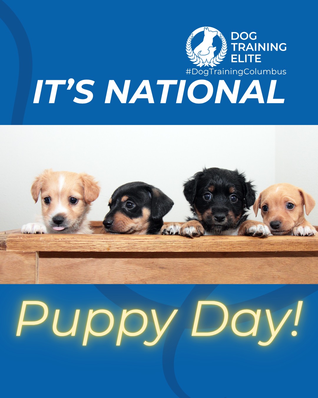 Happy National Puppy Day to those who celebrate! 

Today is all about the tiny paws learning big lessons. National Puppy Day is the perfect reminder that early training sets the foundation for a confident, well-mannered adult dog.

Puppy training focuses on more than just cues. It helps with healthy socialization, clear boundaries, potty routines, and building confidence in new environments. The earlier your pup learns structure, the easier life becomes for both of you.

Give your puppy the guidance they need to grow into a calm, reliable companion.

🐶 Whether it&rsquo;s leash manners, obedience, or service training, Dog Training Elite Columbus offers personalized programs near Scioto Audubon Metro Park and nan, helping dogs shine all winter long. Cozy season, confident pups. ✨
📍 https://maps.app.goo.gl/JwaYdXaHjbuPUPAg9



