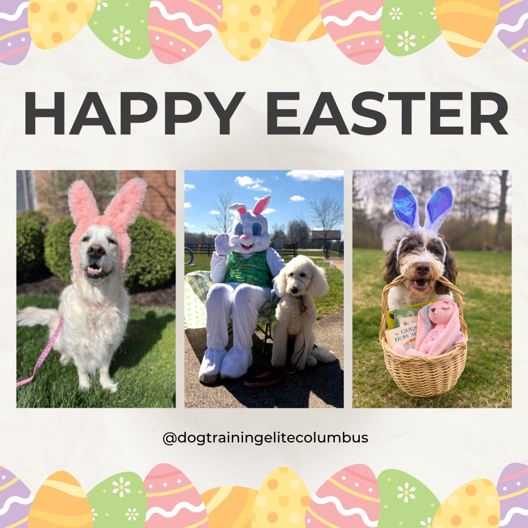 Happy Easter from our pack to yours! 🐾

Wishing everyone an amazing day with family, friends, and your furry loved ones! 💙🐶

 