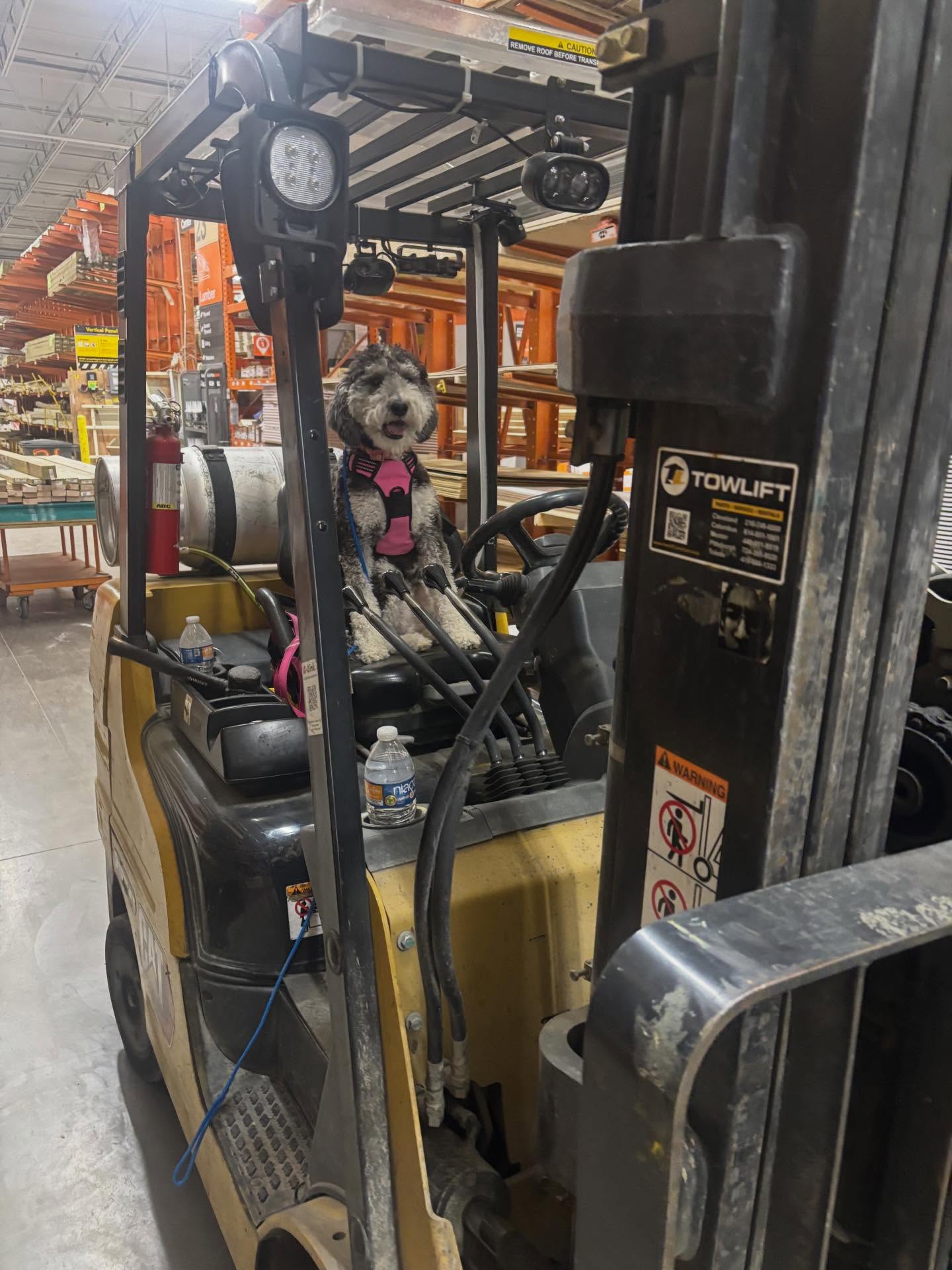 Poppy took on Home Depot for the first time to practice some Public Access! She got her forklift license while we were at it!