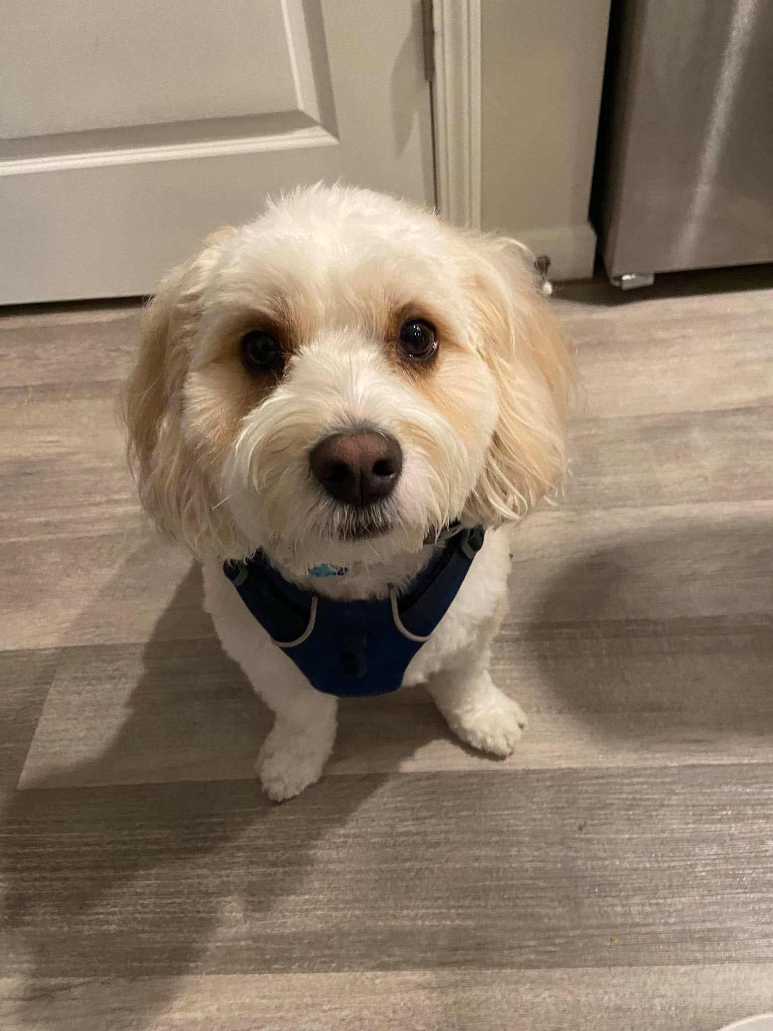 Hi I&rsquo;m Howie! I like chicken and I&rsquo;m learning how to stay cool and listen even when scary people walk by. Oh, I also like to pull on the leash!