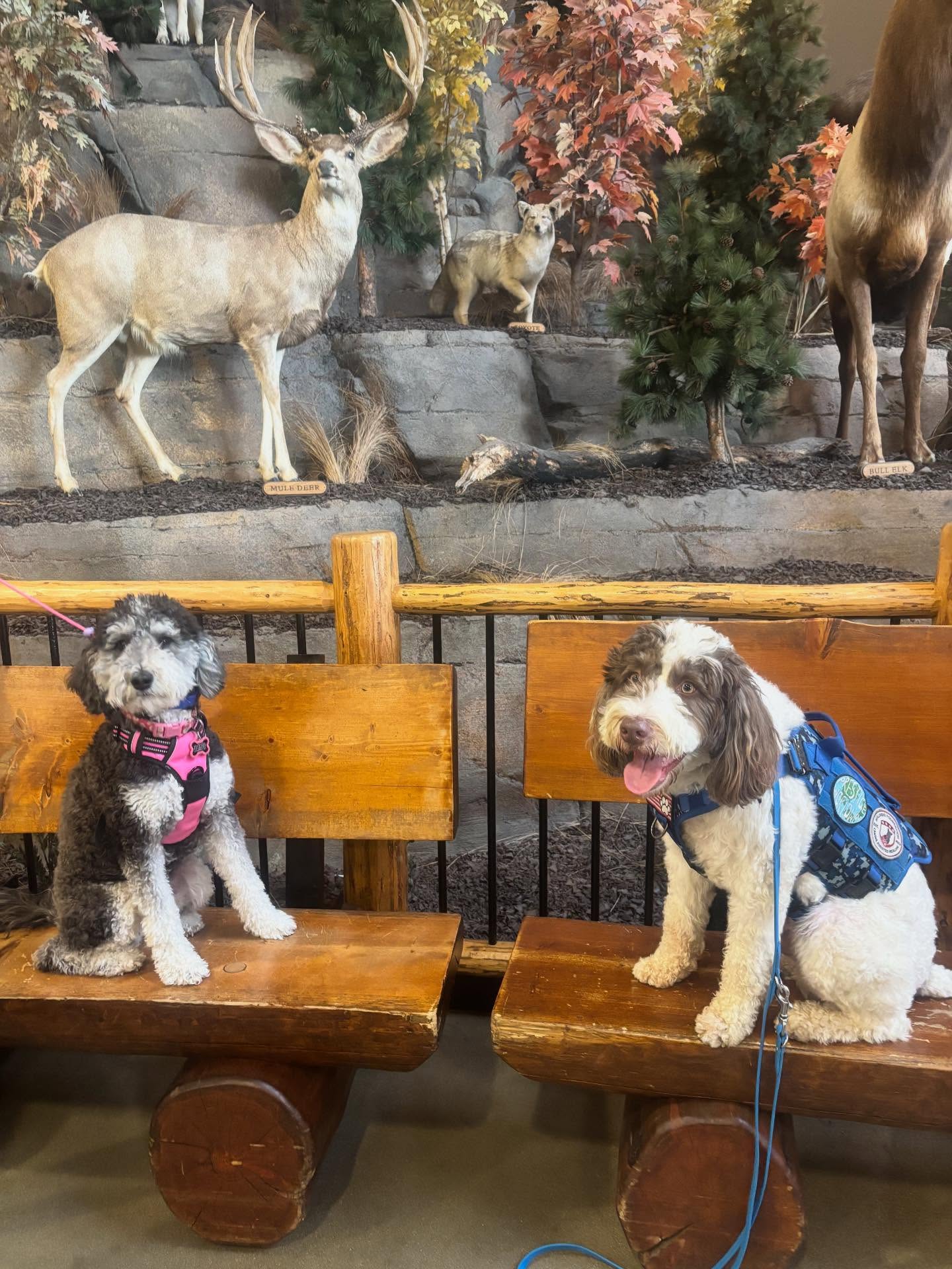 Cabela&rsquo;s with Poppy today she did great! 