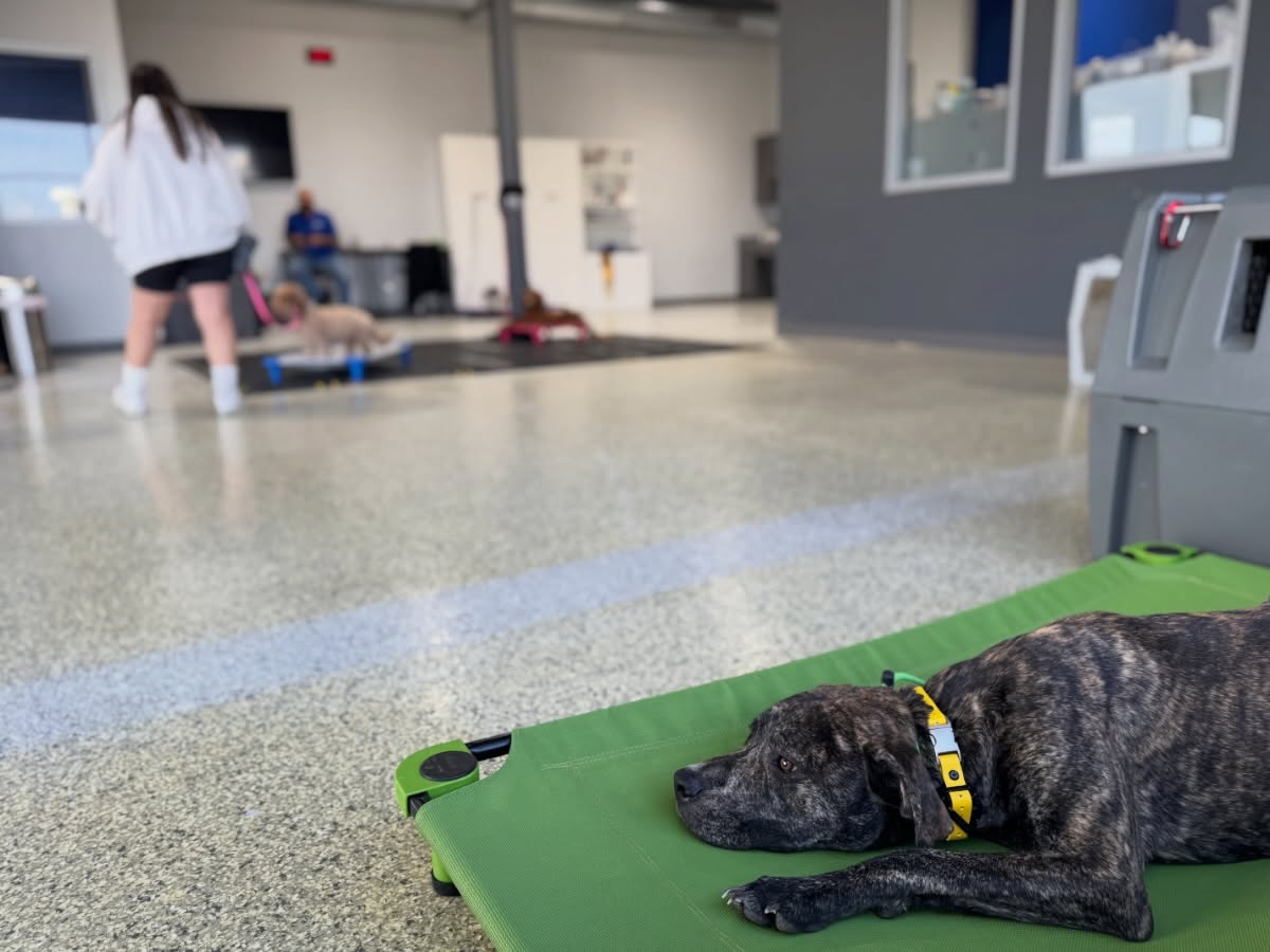 If they can&rsquo;t hold the command until they are told they can break it, are they REALLY trained properly? 

🐾 If you&rsquo;re repeating commands, go ahead and do something you WONT have to repeat, submit the contact request in our bio to set up a free evaluation for your dog to map out your dogs best training options! 

