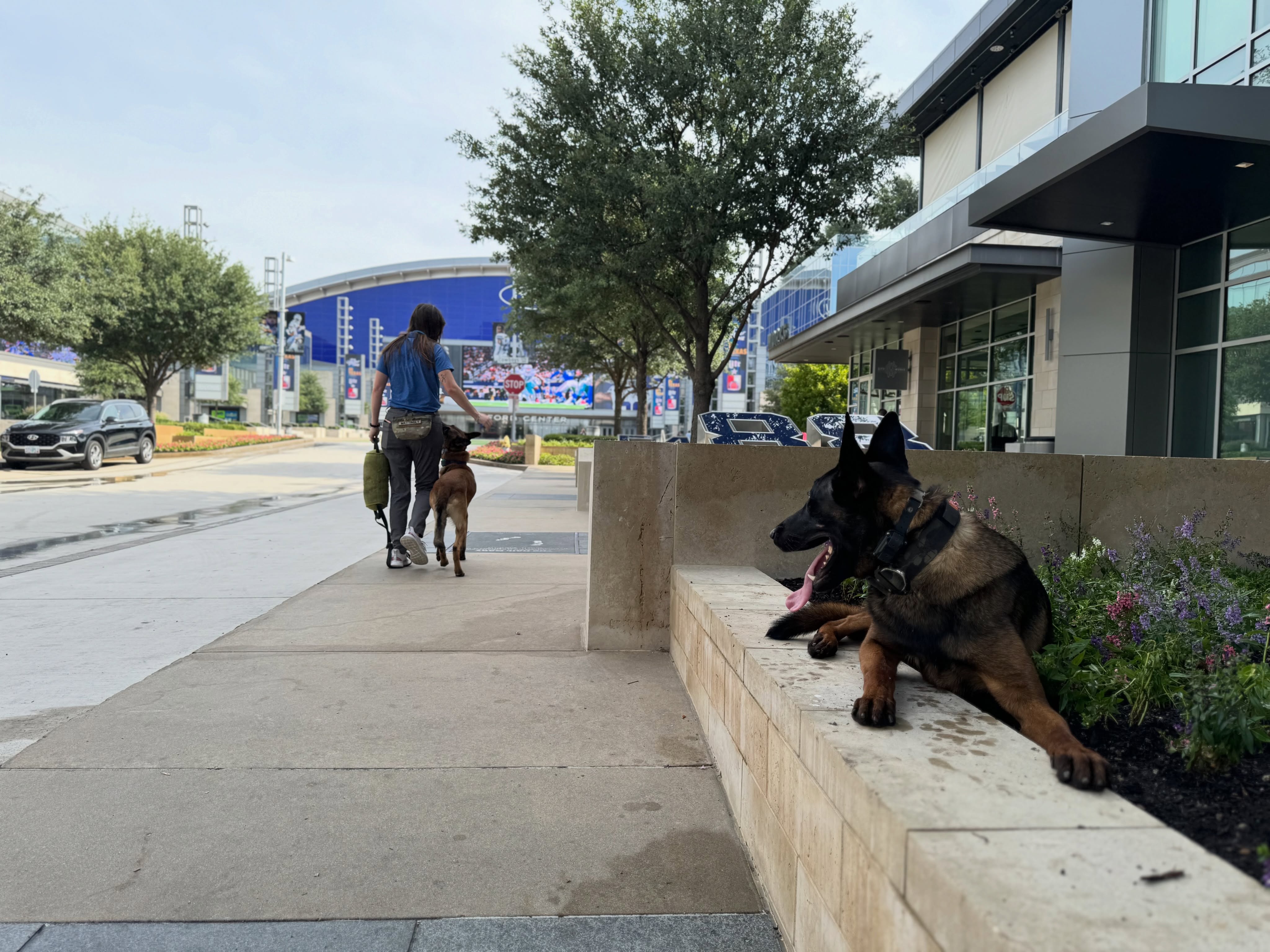 Being able to take your dog out is a privilege they earn by training and behaving 🦮

Give your dog the opportunity they deserve by enrolling them into a program that will give them the structure and guidance they need to enjoy the real freedoms life at your side offers! 

Visit the dogtrainingelite website to learn more


