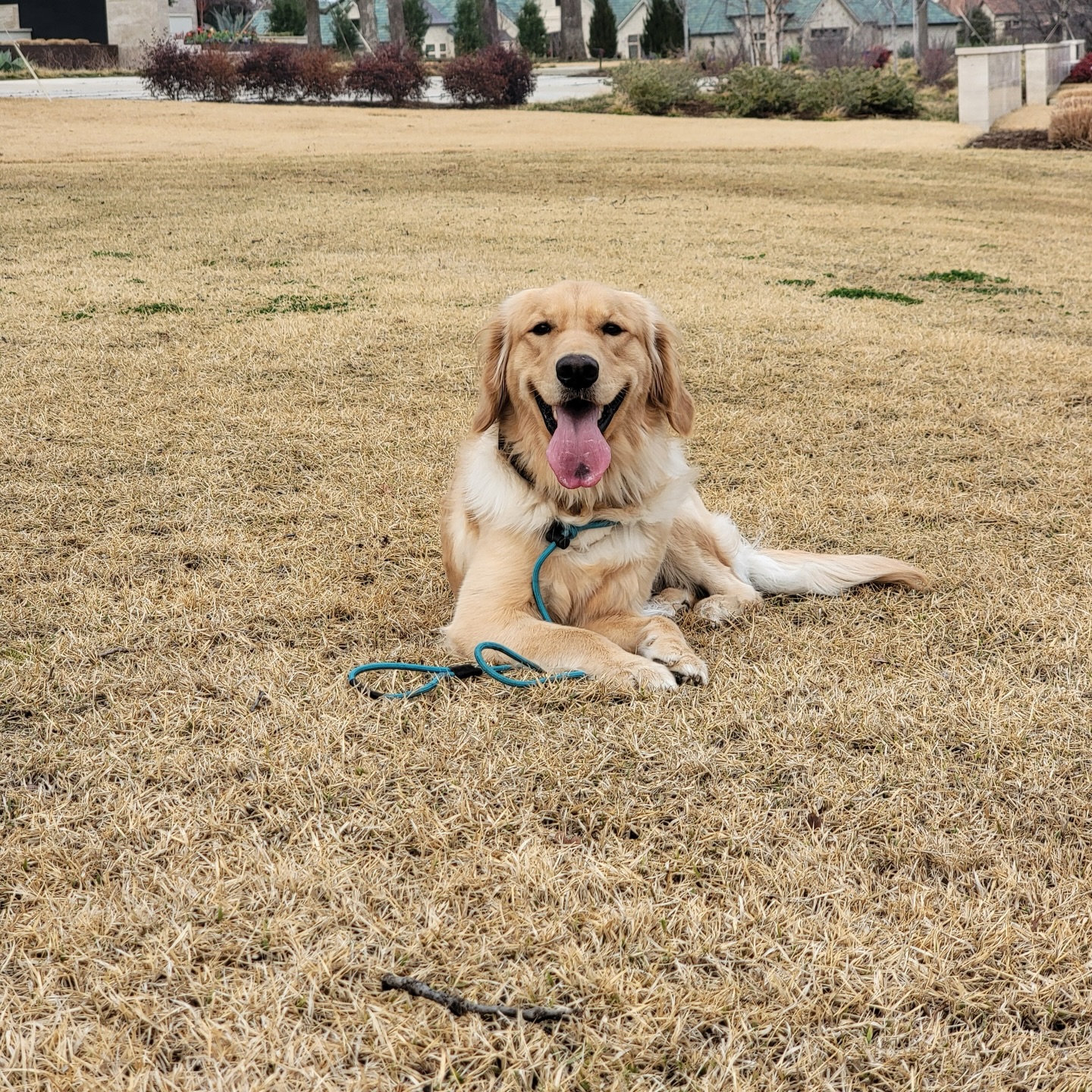 In-home or in facility dog training available with the trusted professionals of Dog Training Elite.

With programs that change more than a recall or behavior challenge, we offer solutions to solve all of your dog training problems. 

. 