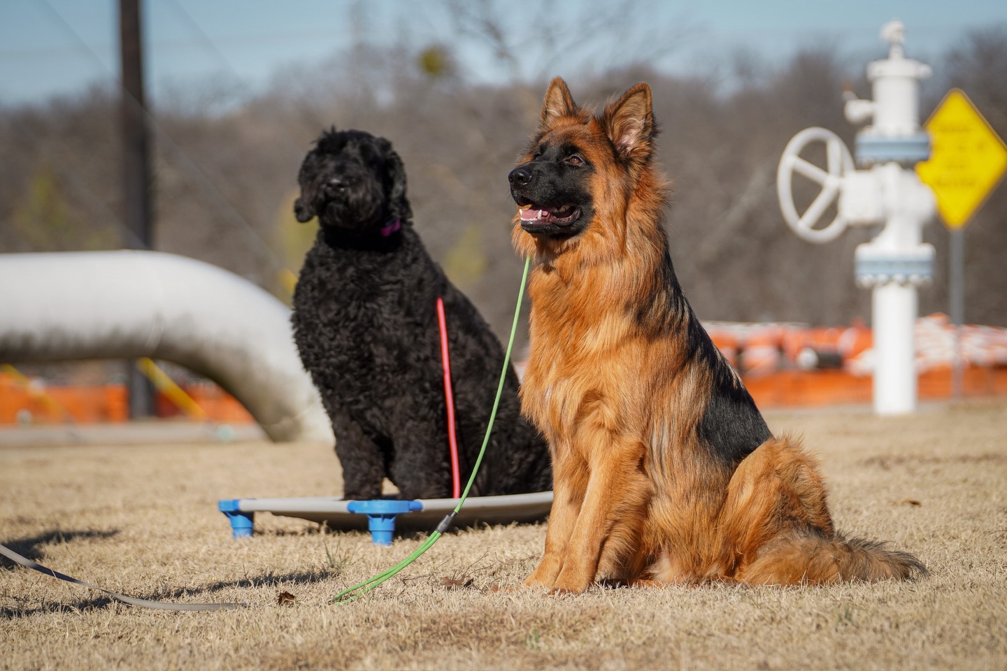 Safe group socialization is an option, with dog training elites group socialization training you and your dog can work with professional dog trainers prepared to keep everyone safe and focused on positive interactions! 

🐾 Submit the form linked in our bio to join group socialization training in facility and across DFW with other responsible and loving pet owners! 

