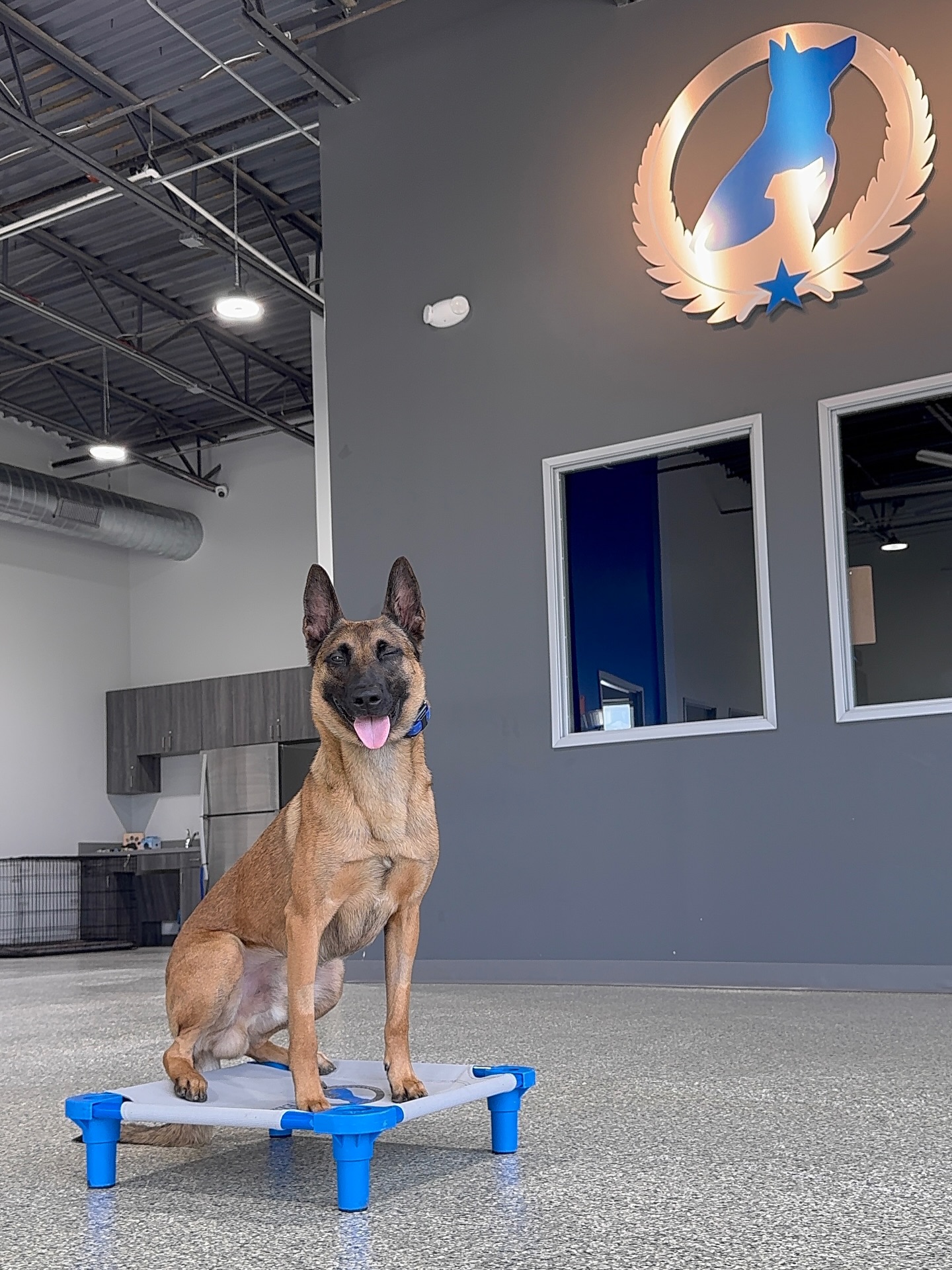 Your dog hears the plates hit the table and chooses calm&mdash;no hovering, no begging, no pace-laps around the dining room.

You grab a patio lunch and your dog&rsquo;s the one getting compliments&hellip; because they&rsquo;re relaxed, neutral, and staying right with you.
And the biggest win?

The crate stops being a necessity and becomes an option&mdash;because your dog has the skills to exist in the home calmly, even when life is busy.

🐾 Ready to turn &ldquo;imagine&rdquo; into everyday life?
Submit the contact request in our bio and schedule your evaluation.

