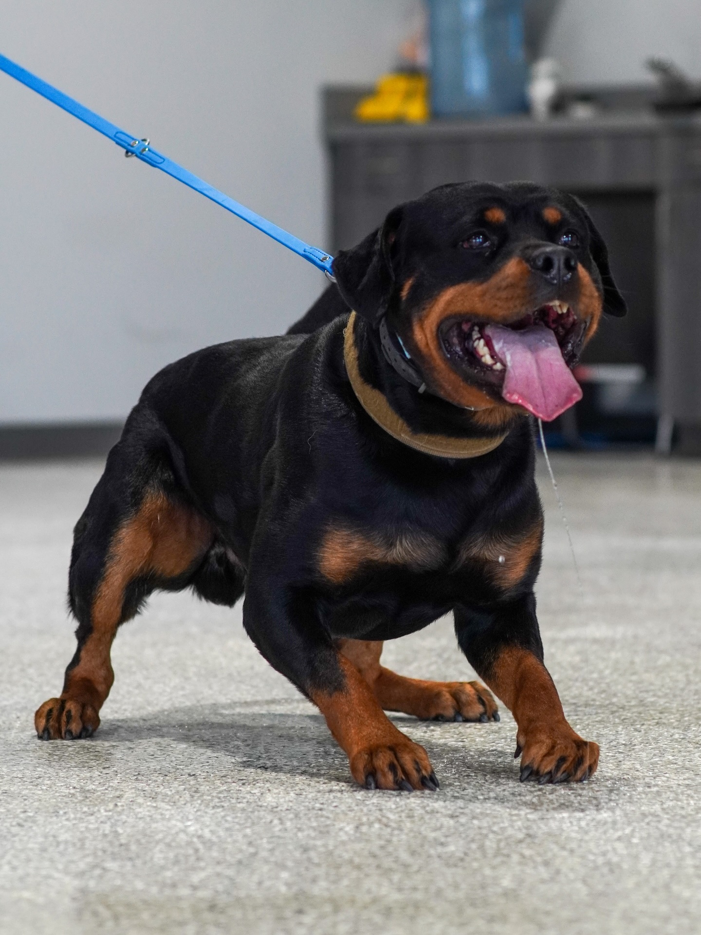 Work hard play harder! Some dogs don&rsquo;t just enjoy having a job, they love it! 🥰 Here are 3 signs your dog might fall for protection work: 

🛡️ they have confidence, they aren&rsquo;t easy spooked or frightened by new environments, sounds, or situations 

⚙️ they have drive, if your dog has high interest in toys, playing chase or tug with noticeable focus (seemingly obsessive focus) 

🧠 they have instinct, if they naturally place themselves between you and strangers or (to them) strange objects in a blocking manner without being fearful 

Want to see if protection dog training so the right match? Submit the form linked in our bio to start with a free evaluation with a professional trainer! 

