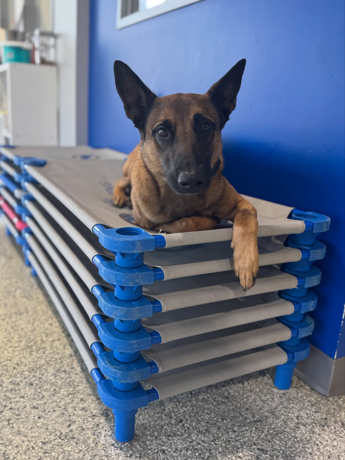 If lazy Sundays are your thing tap in ✨ we are helping you teach your dog relaxing is a win! 

🏅 If your dog feels like it&rsquo;s their job to move as long as the Sun is in the sky, it&rsquo;s time to give one of our professional dog training programs a try! 

Submit the form linked in our bio now to get help with your energetic, hyper, or  working dog starting with a free behavior assessment! 

