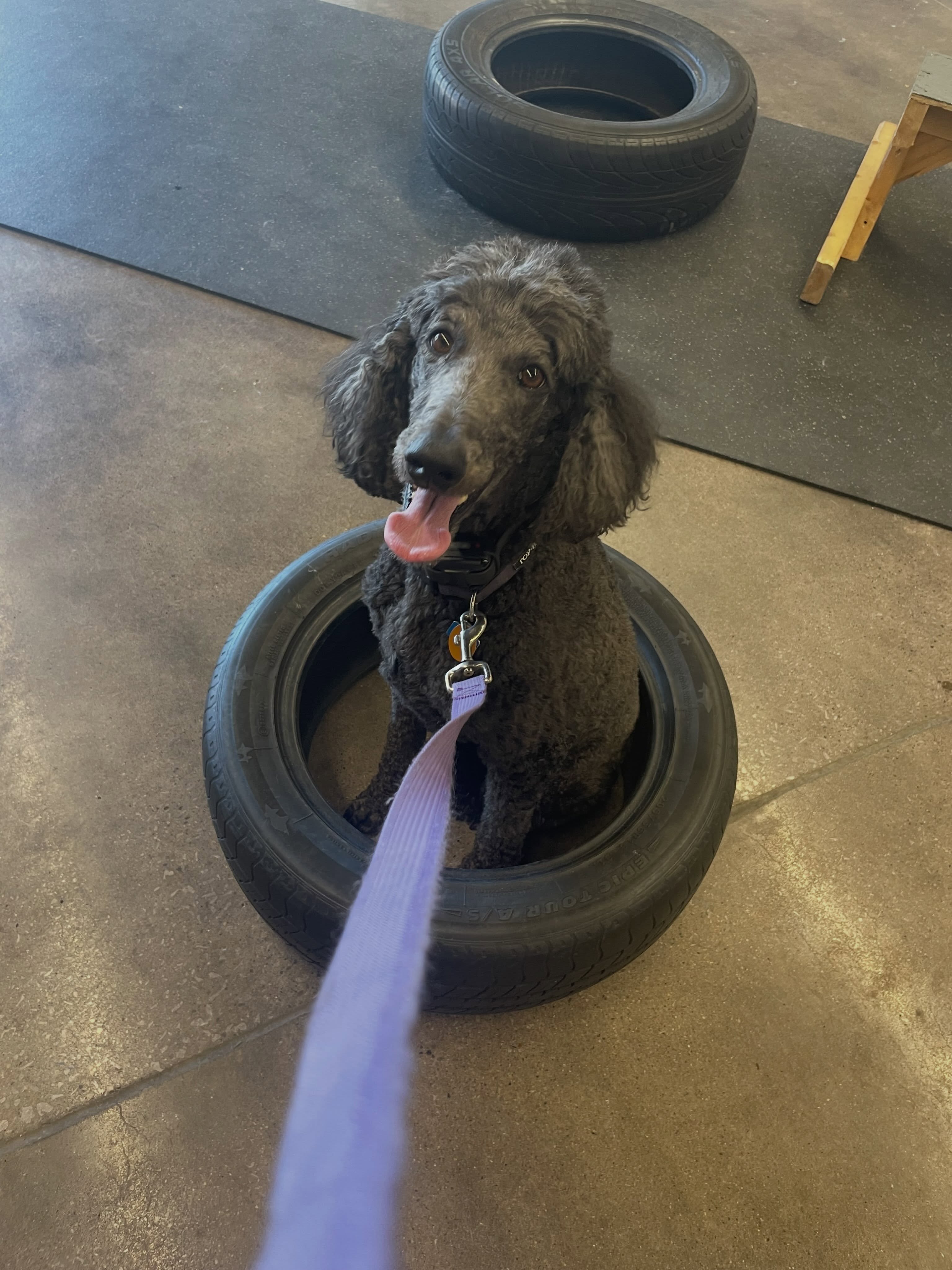 We have exciting things in the works here at DTE! Definitely something to smile about like sweet Pepper. Stay tuned to find out! 🥳🐾🤔 🐶❤️
