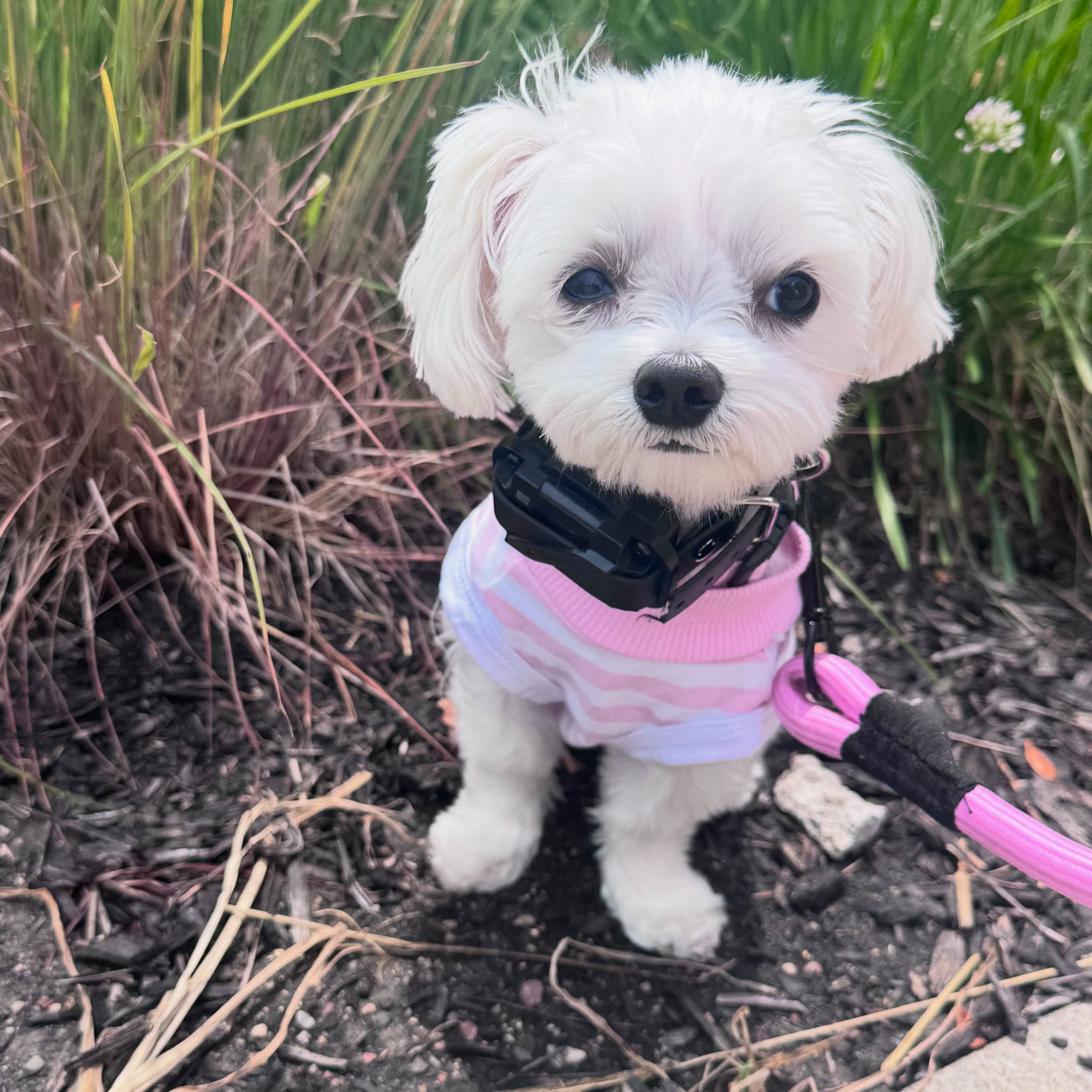 Jump into spring with some training! Even the little guys can be trained ☺️ Remee was such a little trooper and excelled amazingly 