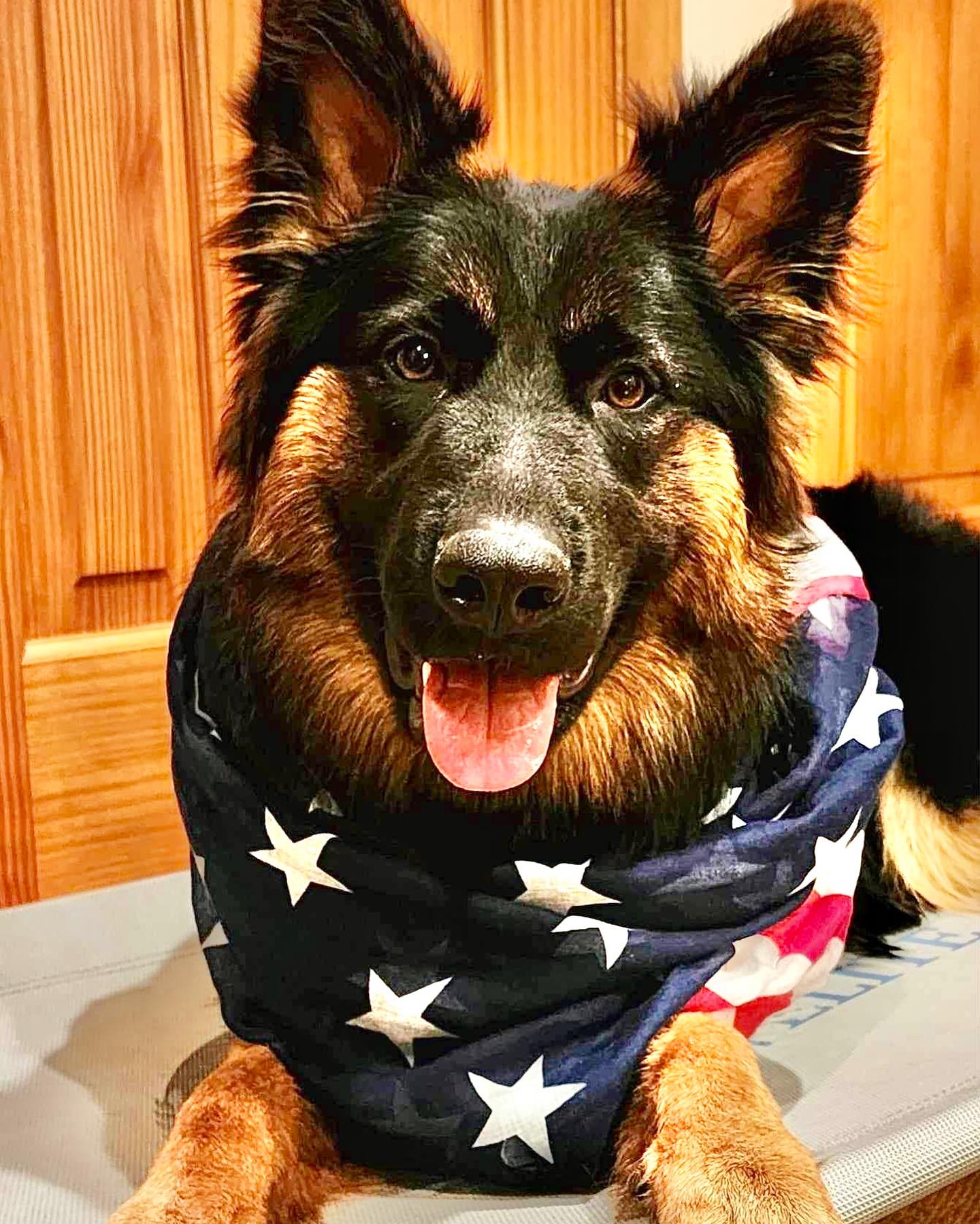 HAPPY FOURTH OF JULY 🇺🇸 June can&rsquo;t wait to see all you favorite pictures of your furry family members over this past holiday!! Post your favorite pictures below!