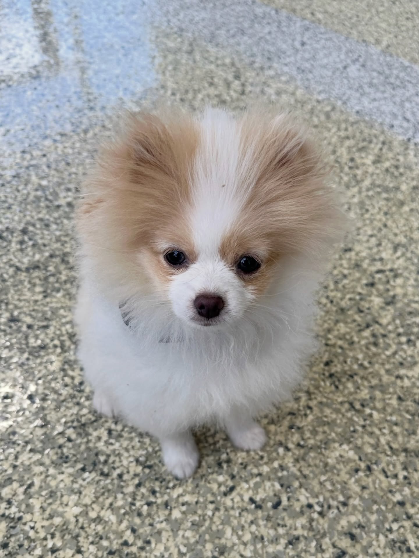 Stop blaming the size when it&rsquo;s the training 😭 

Good training doesn&rsquo;t change based on &ldquo;big&rdquo; or &ldquo;small&rdquo; it changes based on the dog in front of you &mdash; their breed, tendencies, drives, and what they&rsquo;ve been reinforced for! 

Size isn&rsquo;t an excuse &mdash; fix your dog problems (of any size) with Dog Training Elite&rsquo;s professional dog trainers, link in bio to start with a free in-home evaluation!

