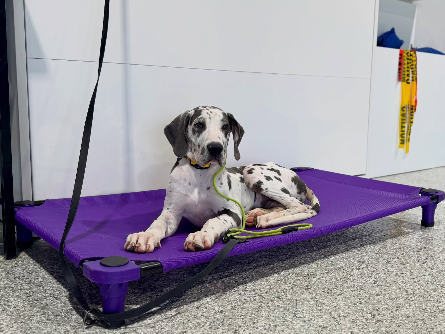 No matter the weather we provide training that helps your dog act better! 

Rain or shine, thunder, or lightning, help your dog enjoy his or her life with ease of mind and confidence that gets them through any situation (or sound) 

Link in bio to get started helping your hound. 

