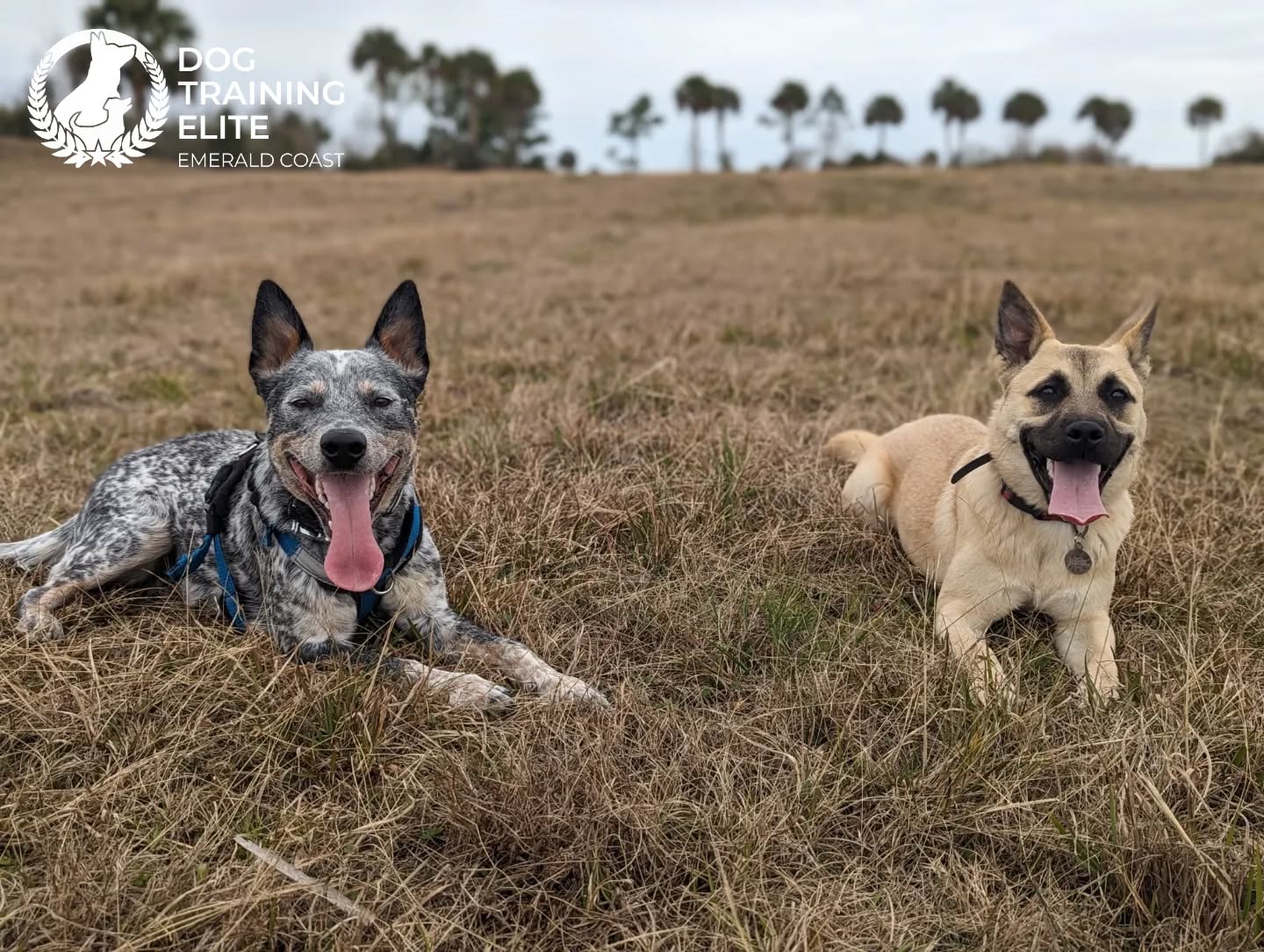 Tongue out Tuesday!

Gus and Maya have been working hard on obedience today, so they earned a ball throwing break at the park! Gus is a 15 month old Australian Cattle Dog and Maya is an 8 month old rescue 💙

