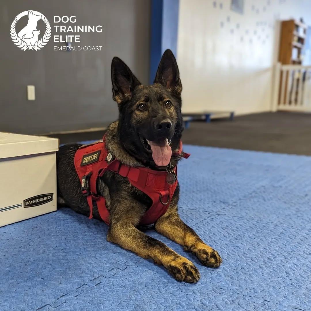 Hello. My name is Dogmeat 💙

This sweet GSD is one of our certified service dogs. What does that mean? It means she is SOLID on her obedience, passed the AKC Canine Good Citizen test, passed her Public Access Test and has been task trained. She goes to work every day with her owner and works reliably at her job. Here she is at our facility training for a new task....making it her third. Keep up the great work team Dogmeat!

