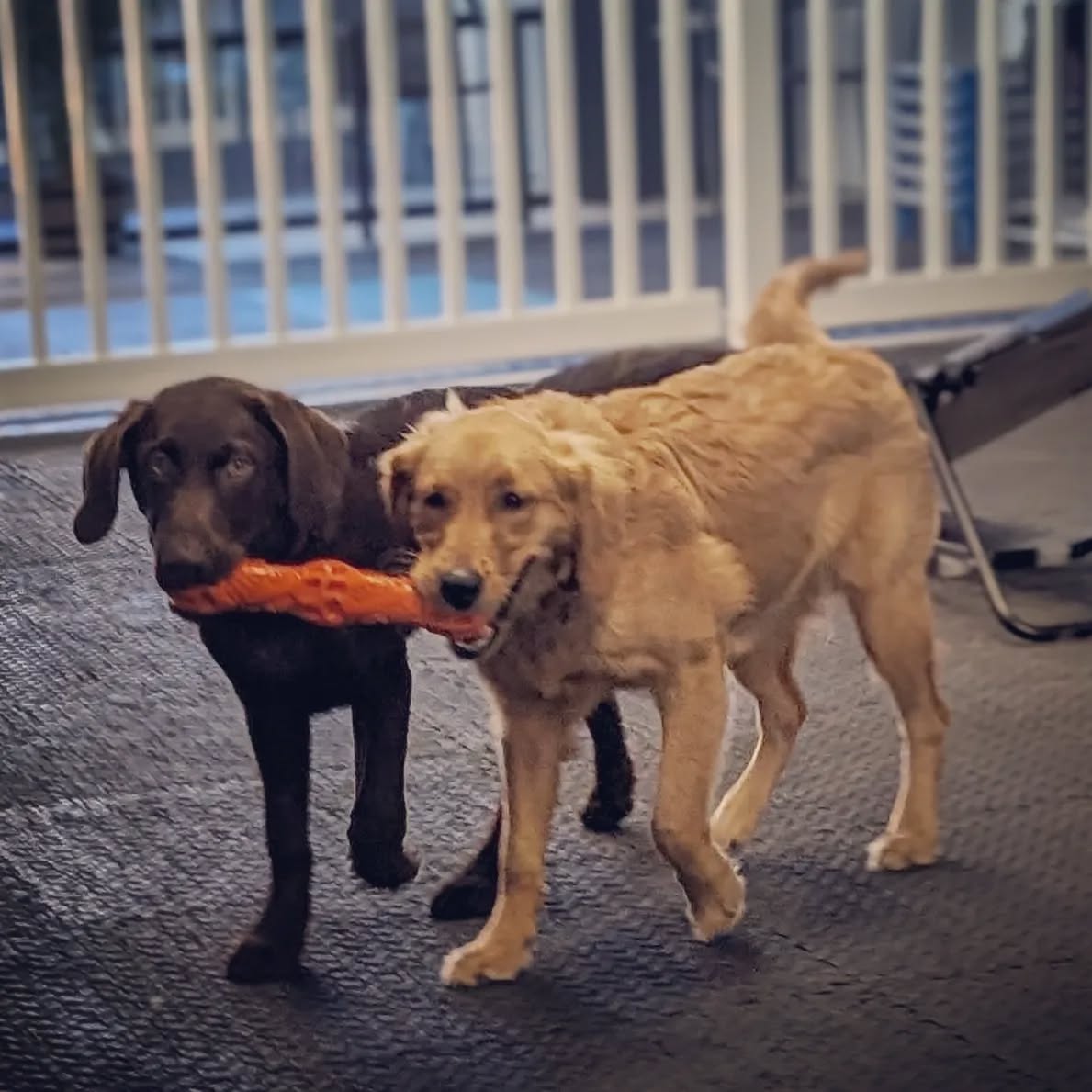 Puppy love 💞 

Campers Buck and Grace. Buck is a 5 month old Labrador Retriever and Grace is a 6 month old Golden Retriever. They are inseparable.

