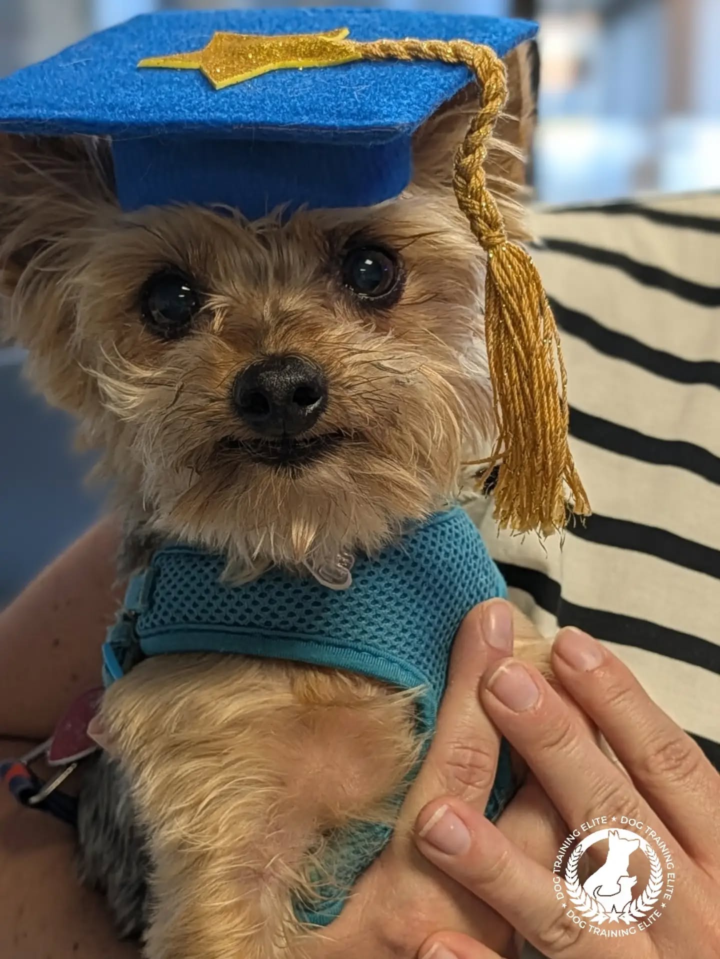 Congratulations to ✨ Monty ✨ for passing his Therapy Dog test today!

Monty is a 9 year old Yorkie who is very well traveled. His passport stamps include living in Vietnam, where he regularly rode Vespas around town with his dog mom and friends. He moved to Panama City from Alaska, where he spent some time doing therapy dog work in a school system.

Monty's resume is indeed impressive and we are so pleased to have him join our therapy dog team that visits the Navy Base Panama City.

Welcome to the pack Monty! We look forward to working with you! 💙

