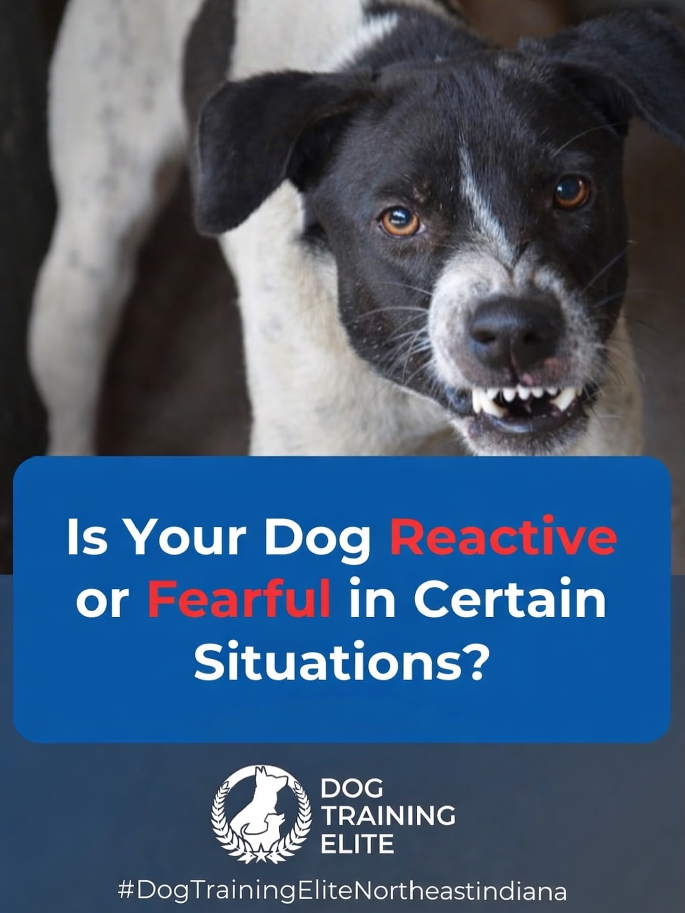 Do these behaviors sound familiar?

❌ Lunging or snapping at other dogs
❌ Barking or growling at strangers
❌ Fearful cowering or avoidance
❌ Difficulty focusing in busy or new environments

Dog Training Elite Northeast Indiana uses customized reactive dog training to desensitize dogs to triggers and reward calm behavior. With guidance from our expert trainers, your dog can become confident, focused, and more relaxed in everyday life.

➡️ From basic obedience to advanced service dog training, Dog Training Elite Northeast Indiana helps dogs build better behavior and stronger bonds this season. 🐾


