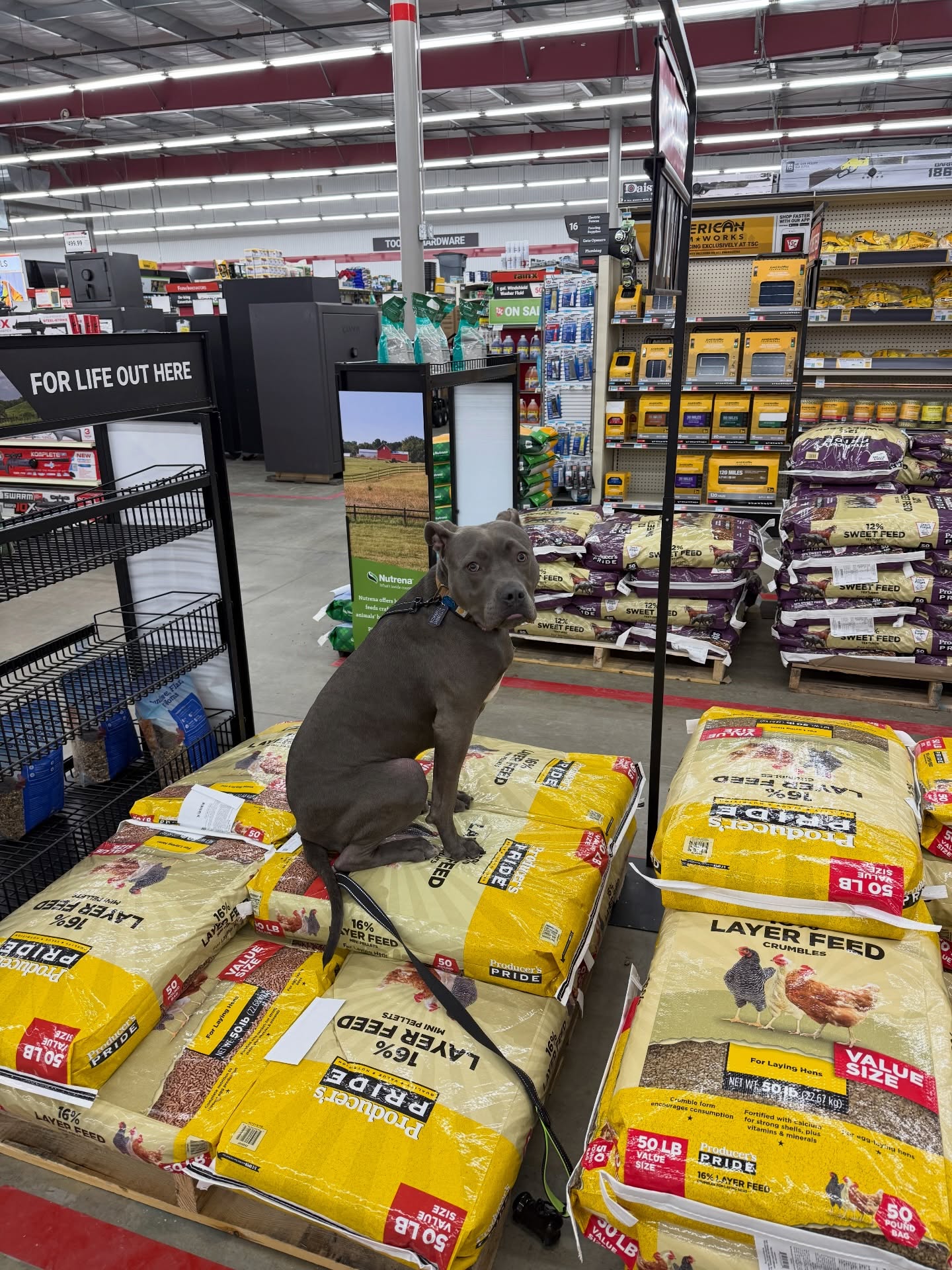 Your dog doesn&rsquo;t live at a training facility&hellip;
So why should training stay there?

Board & Train can produce results, but we believe the best results happen when:
🐾 Dogs learn at home
👨&zwj;👩&zwj;👧 Owners learn alongside them
🏡 Training happens where real behaviors occur
👀 Owners see how their dog is handled
🌎 Skills transfer into the real world

We don&rsquo;t just send a trained dog home&hellip;
we send confident owners home with a trained dog.

After mastering obedience, we take it public with structured outings and group classes so dogs learn to perform around real-world distractions.

Because training shouldn&rsquo;t just look good on graduation day &mdash;
it should work every day.

☎️ 260-544-6888

