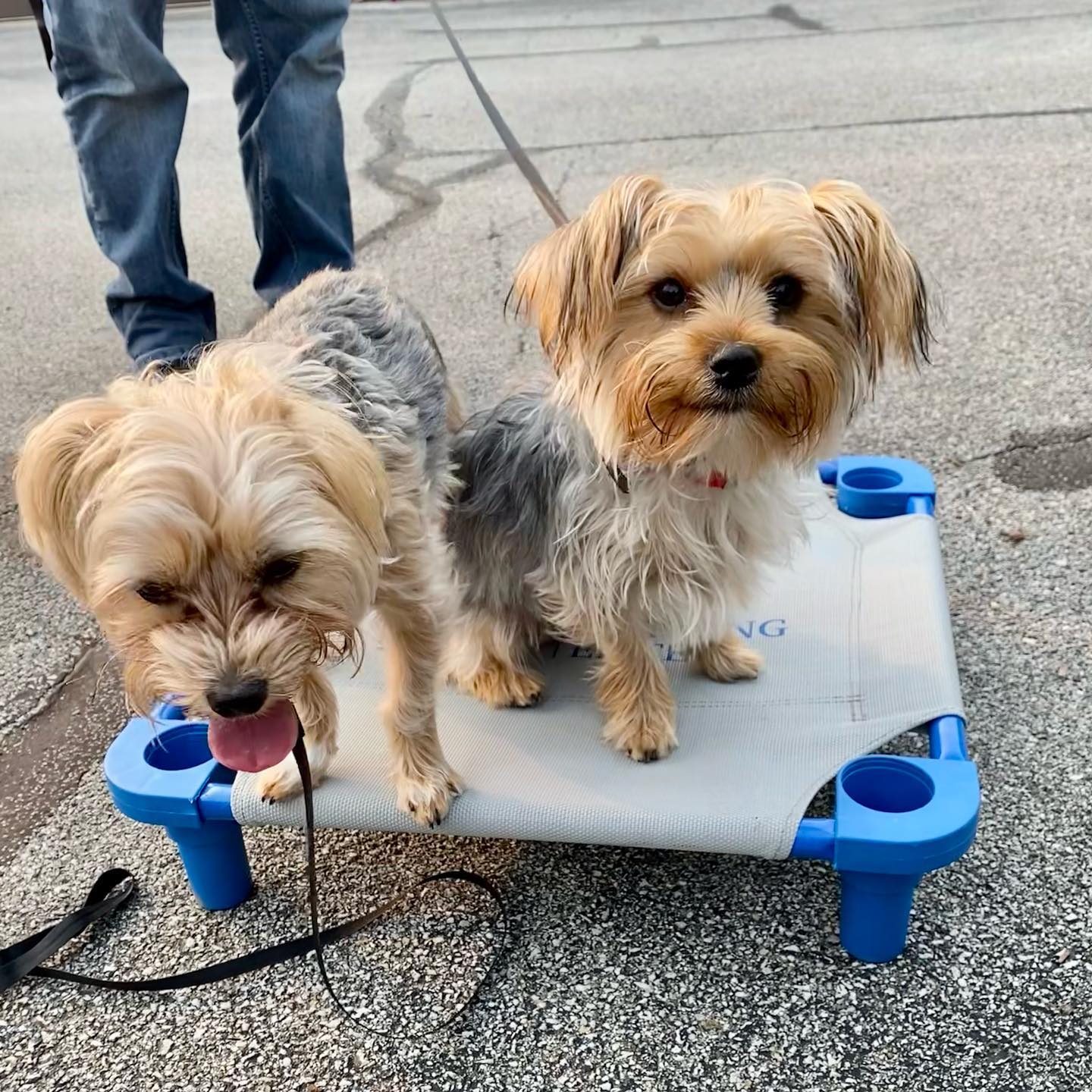 Here are the brothers now! Koko and Apollo are morkies in our obedience training program. 💙

🐾 DogTrainingElite.com/Fort-Wayne
📞 260.544.6888


