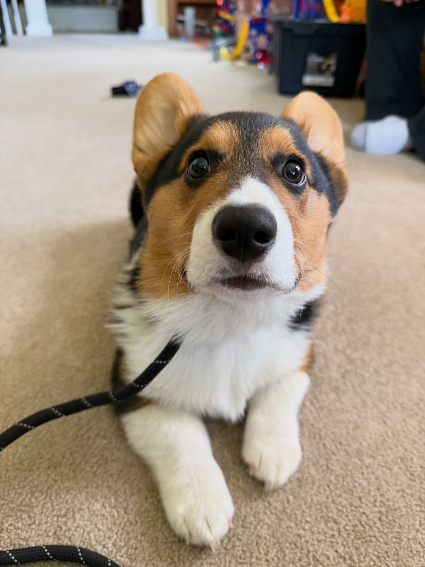 Tony is only 5 months old and already setting the standard.

This little Corgi came in full of puppy energy and curiosity. Now he&rsquo;s channeling it into focus, obedience, and confidence. What you&rsquo;re seeing here isn&rsquo;t luck&hellip;it&rsquo;s structure, consistency, and the right training done early.

Puppies don&rsquo;t &ldquo;grow out of it.&rdquo;
They grow into whatever you allow.

Tony&rsquo;s owners made the decision to do it right from the start&mdash;and it shows.

If you&rsquo;ve got a young dog at home, this is your window. The habits you build now will either make your life easier&hellip; or harder for years to come.

📲 Message us to get started
📞 Call 260-544-6888

Let&rsquo;s build the dog you actually want to live with. 🐕💪