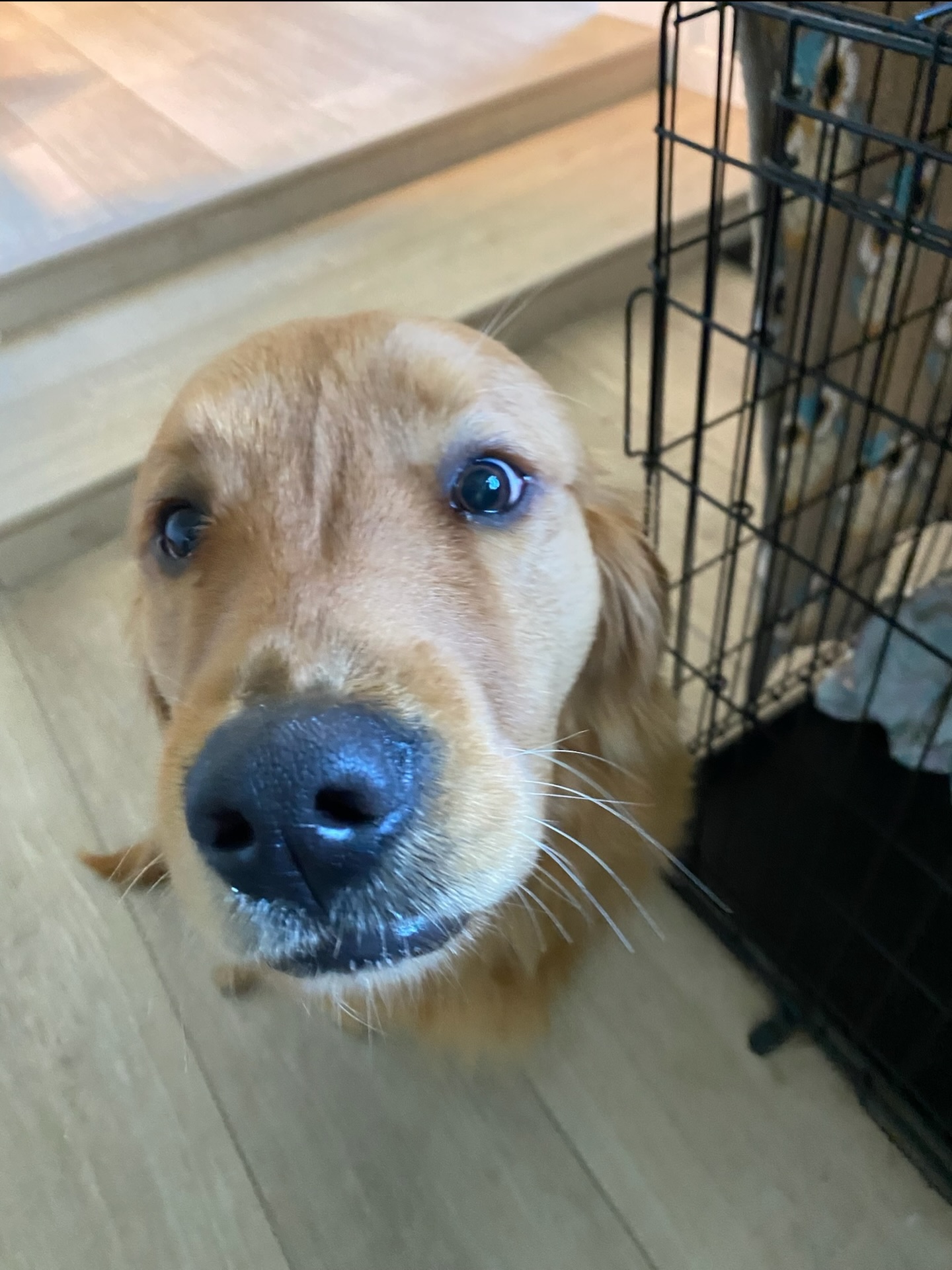 &ldquo;Hey you&hellip; yeah, YOU 👀
The one staring at my face.
If you&rsquo;ve been thinking about getting training for your dog, this is your sign.
📞 Call Dog Training Elite.&rdquo;
260-544-6888