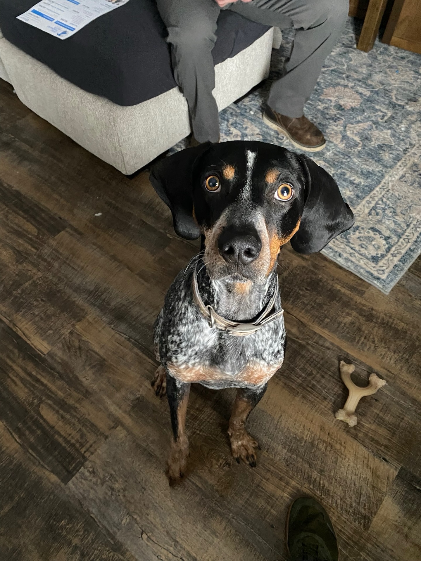 🚨 MEET RIDGE &mdash; THE BLUE TICK COONHOUND WITH TURBO MODE 🚨

Ridge came to us as a door-dashing, work-from-home&ndash;disrupting, professional knucklehead 😈🐾
If the front door opened&hellip; he was GONE. If mom was on a work call&hellip; chaos was GUARANTEED.

💥 AFTER JUST ONE TRAINING SESSION:
✅ No more bolting out the door
✅ Better impulse control
✅ More focus, more respect, less madness

His owners are already blown away, and Ridge is officially on the path from Wild Child ➝ Well-Mannered Legend 💪🐕

If your dog acts like they run the house&hellip;
It&rsquo;s time to flip the script.

📩 Message us now and let&rsquo;s get your dog under control &mdash; fast.

WildToWellMannered

📱 260-544-6888