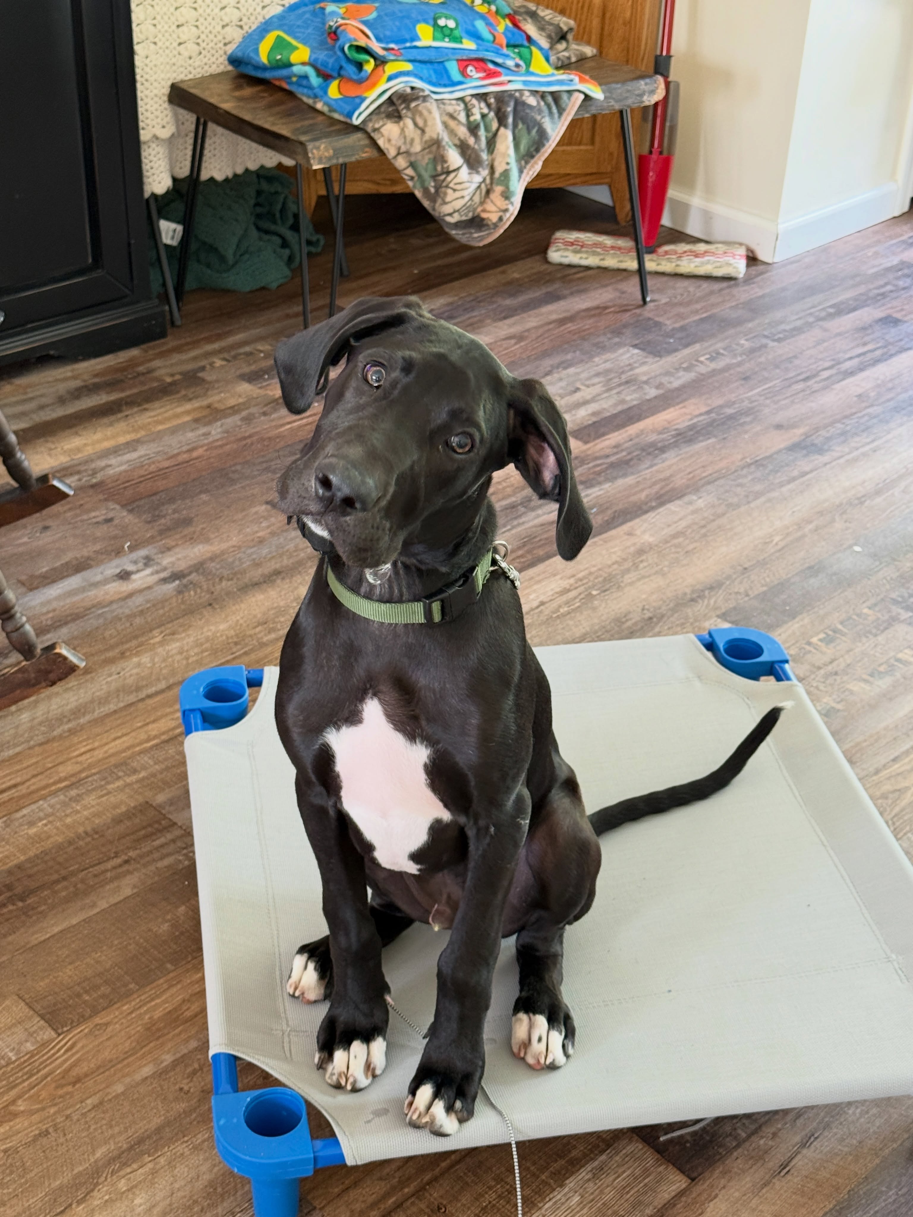 Remi came in HOT 🔥

Full of energy, jumping, biting, and just all over the place&hellip; the kind of puppy that makes you think, &ldquo;man, this is a lot.&rdquo; 😅

Fast forward to session TWO&hellip; and look at him now 👇

Calm. Focused. Holding &ldquo;place&rdquo; like a champ. 🐾

This is what structure and clear communication does for a dog. It&rsquo;s not about taking away their personality&mdash;it&rsquo;s about giving them direction so they can actually succeed.

Remi is still the same fun, energetic puppy&hellip; now he just knows how to turn it OFF when asked.

Such a good boy 👏