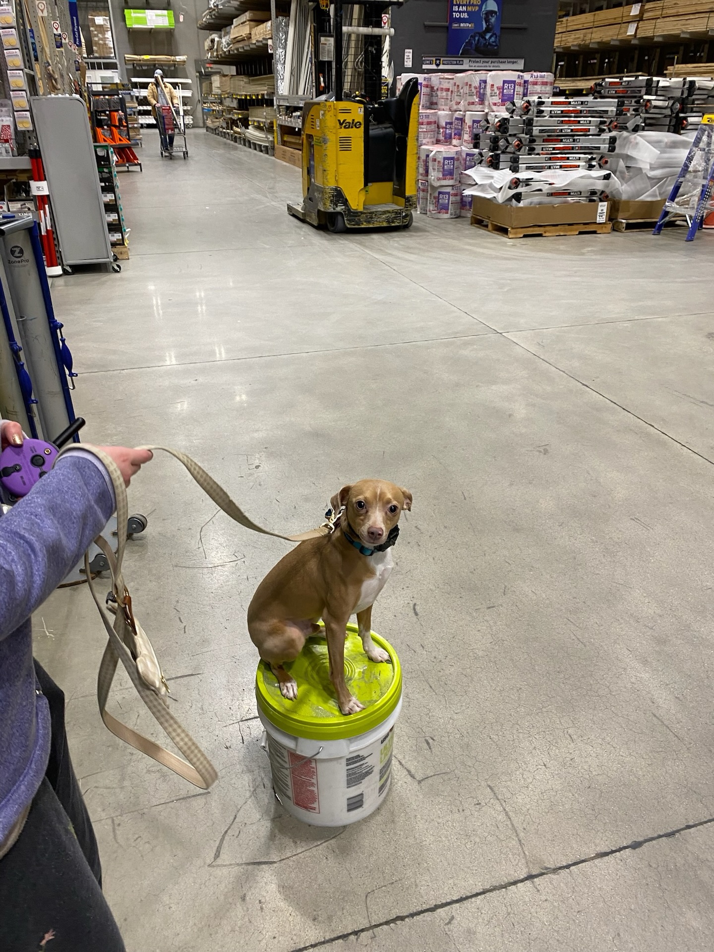 🔥 FROM ANKLE BITER TO LOWE&rsquo;S LEGEND 🔥

Meet Wylie &mdash; once a nervous ankle biter (yes&hellip; literally 😅) who struggled with fear and confidence.

Fast forward to today:
🐾 Hanging out at Lowe&rsquo;s
🪣 Chilling on top of a 5-gallon bucket like a boss
💪 Facing new places with confidence instead of fear

This is what happens when nervous dogs are given structure, leadership, and real-world exposure&hellip;.they don&rsquo;t just improve&hellip; they TRANSFORM.

If your dog is fearful, reactive, or anxious, there is hope, and we can help.

📩 Message us and let&rsquo;s build your dog&rsquo;s confidence.
☎️ 260-544-6888

RealWorldTraining FromFearToFearless