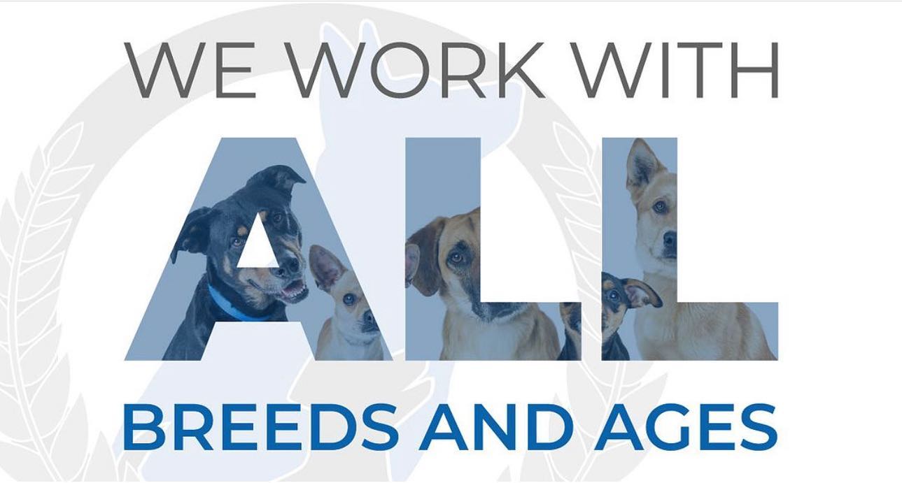 Scroll through our feed and you will see the variety of dogs we train- ALL ages, sizes, and breeds. We proudly train therapy dogs, service dogs, and even reactive and aggressive dogs. Call to schedule a FREE in-home evaluation. 260-544-6888 📞 

