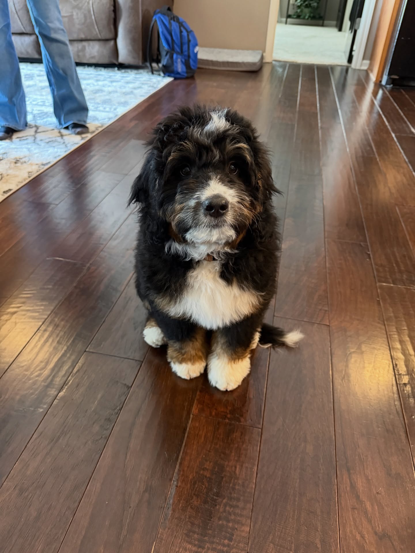 Bentley, 11 weeks old and already getting started the right way.

This Bernedoodle just began his puppy program, focused on what actually matters at this stage&hellip;crate training, potty training, and building the foundation for solid manners and obedience. No shortcuts, no gimmicks. Just clear structure and consistency.

What you&rsquo;re seeing here is the beginning of a dog that will grow into a calm, responsive, and reliable companion. The work done now is what prevents frustration later.

Puppies don&rsquo;t &ldquo;grow out of it.&rdquo; They grow into whatever you allow.

Bentley&rsquo;s owners made the right call getting ahead of it early.

If you want a dog you can actually enjoy living with&hellip;not just manage, this is where it starts. 🐾