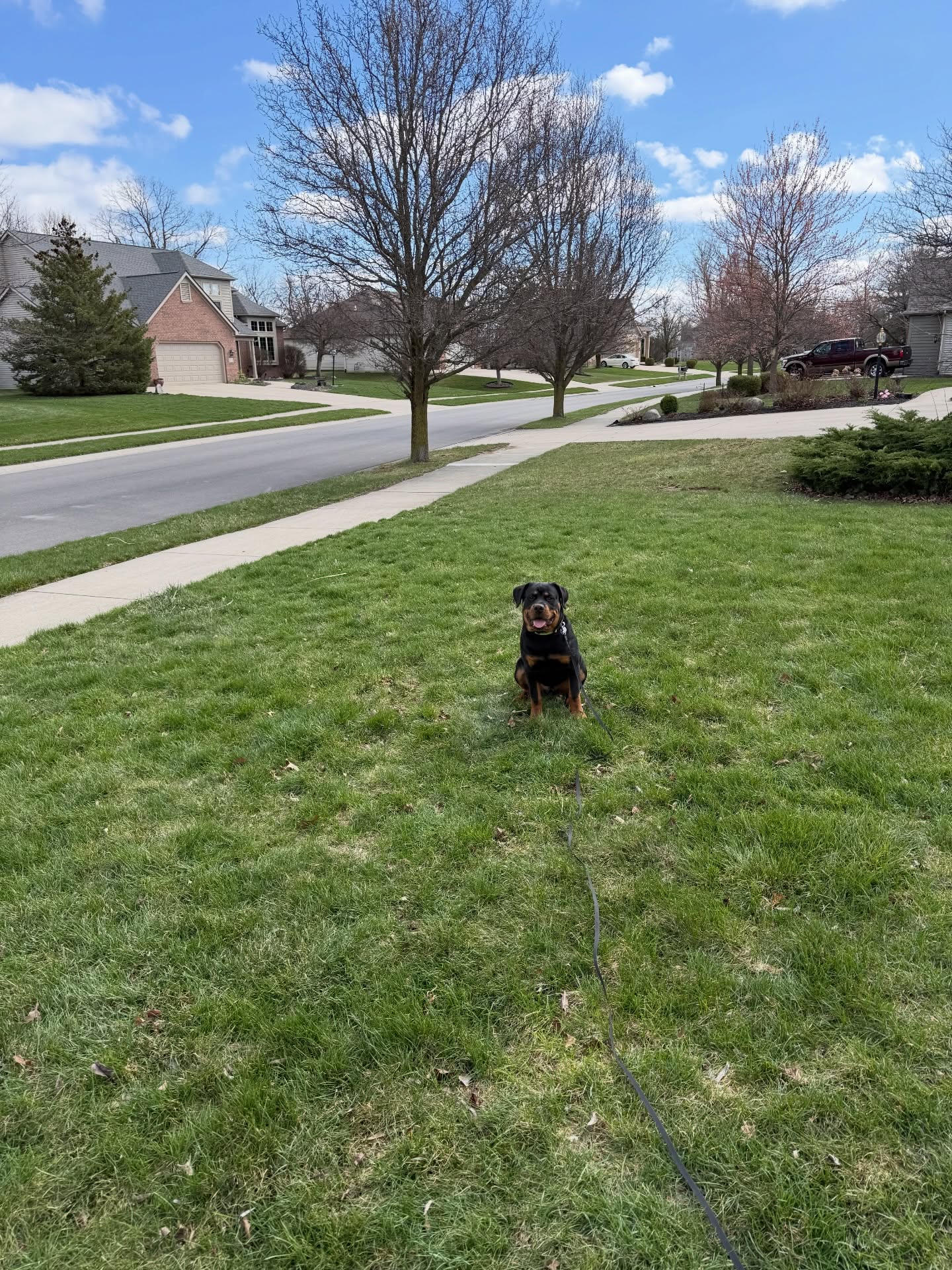 Jazz is only 6 months old&mdash;but his owners are already thinking ahead.

They know he&rsquo;s going to be a big, powerful Rottweiler. And with that comes responsibility.

So instead of waiting for problems&hellip; they got proactive.

Right now, Jazz is learning:
&bull; Calm, controlled behavior around distractions
&bull; Reliable obedience on leash and at a distance
&bull; How to look to his owners for direction&mdash;not make his own decisions

This is how you turn a dog that could be intimidating into one that&rsquo;s confident, controlled, and trusted anywhere.

Training early isn&rsquo;t just easier&mdash;it&rsquo;s smarter.

If you&rsquo;ve got a young dog (or a big one already calling the shots), now&rsquo;s the time to fix it the right way.

📞 260-544-6888
🖥️ https://dogtrainingelite.com/fort-wayne

fortwayneindiana dogsofinstagram