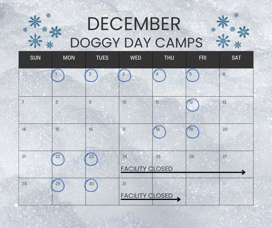 🐶 December Doggy Day Camp is LIVE!

Our December dates are posted and ready for you to reserve your pup&rsquo;s next day of fun! 🎉

Let our trainers know what you&rsquo;d like your dog to work on&mdash;structured obedience, play manners, or even some time on the doggy treadmill or our new slatmill. 🐕💪

➡️ Sign up using your SignUpGenius link.
➡️ Need the link? DM us!

✨ $45/day &bull; Limited spots &bull; They fill fast&mdash;don&rsquo;t wait!