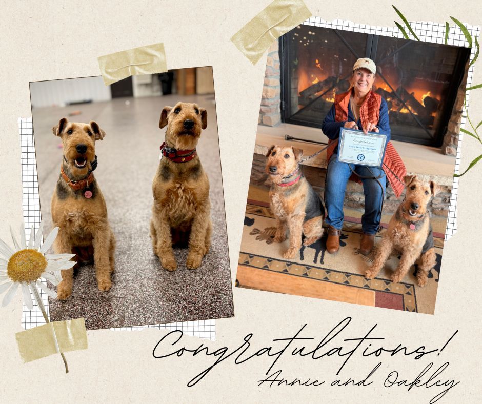 🎓🐾 Congratulations, Annie & Oakley! 🐾🎓

Annie and Oakley came to us with a solid foundation in obedience, but their owner wanted to polish their skills for future therapy work. So they dove into our Platinum Elite Training Camp &mdash; and wow, did they shine! ✨

These girls exceeded expectations at every lesson, showing incredible focus, calmness, and heart. It&rsquo;s clear they have all the qualities needed to become amazing therapy dogs one day! 💙🐶🐶

We&rsquo;re so proud of their hard work and dedication &mdash; the future is bright for these two special pups!

