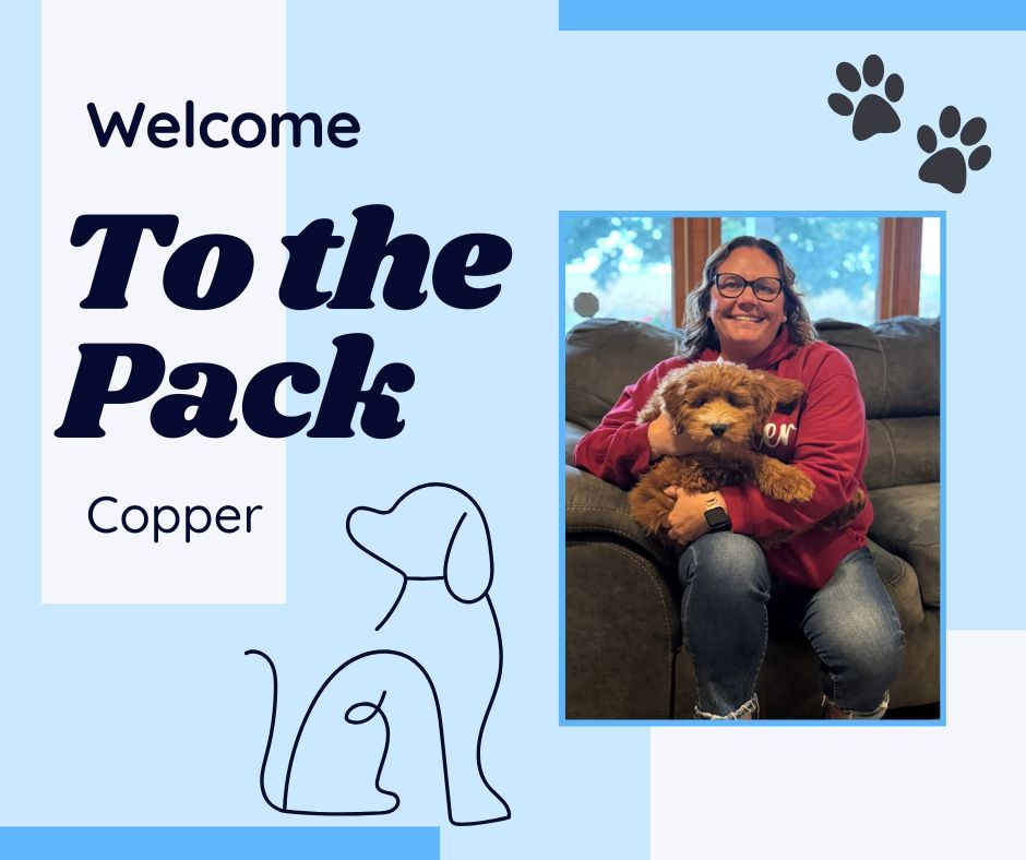 🐾🔥 Welcome to the Pack, Copper! 🐶🎯

Meet Copper &mdash; a confident pup who&rsquo;s learning that in life, we don&rsquo;t always get what we want (even if we give those eyes 👀). 😉

Copper&rsquo;s starting our Platinum Program to work on:
🔹 Respecting boundaries
🔹 Learning that no does mean no
🔹 And building a rock-solid recall, even with distractions!

With consistency, structure, and the right guidance, this guy is on his way to becoming a well-mannered superstar. Let&rsquo;s do this, Copper! 💪🐕

