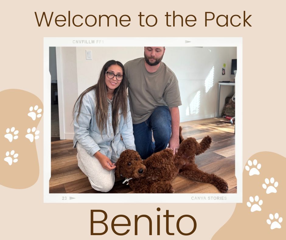 🐾💥 WELCOME TO THE PACK, BENITO! 💥🐾

This handsome guy is joining our Platinum Obedience Program, and he&rsquo;s ready to put in the work! 💪✨

Benito&rsquo;s goals?
🐶 Stop the jumping
🐾 Chill out that extra energy
🗣️ Cut down on barking
🤝 Master those polite people manners

He&rsquo;ll be teaming up with our amazing trainer Hannah, who&rsquo;s ready to help him strengthen his skills and become the well-rounded, confident pup we know he can be! 💚

We can&rsquo;t wait to see Benito&rsquo;s transformation &mdash; he&rsquo;s got the personality, the drive, and the best support system behind him! 🙌

👇 Drop a 💥 or 🐾 in the comments to cheer Benito on as he starts his training journey!

